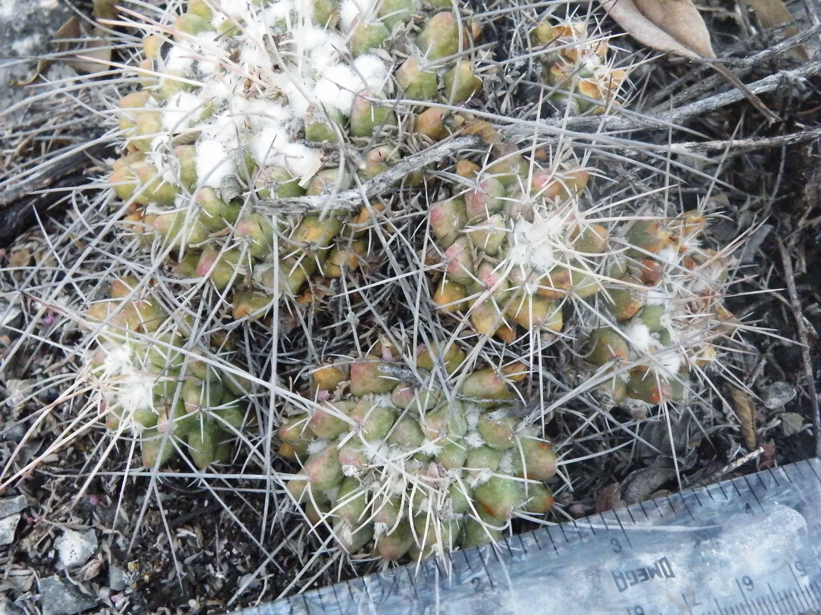 Mother Of Hundreds (Mammillaria Compressa) — Its dense white spines provide a striking contrast to yellow blooms