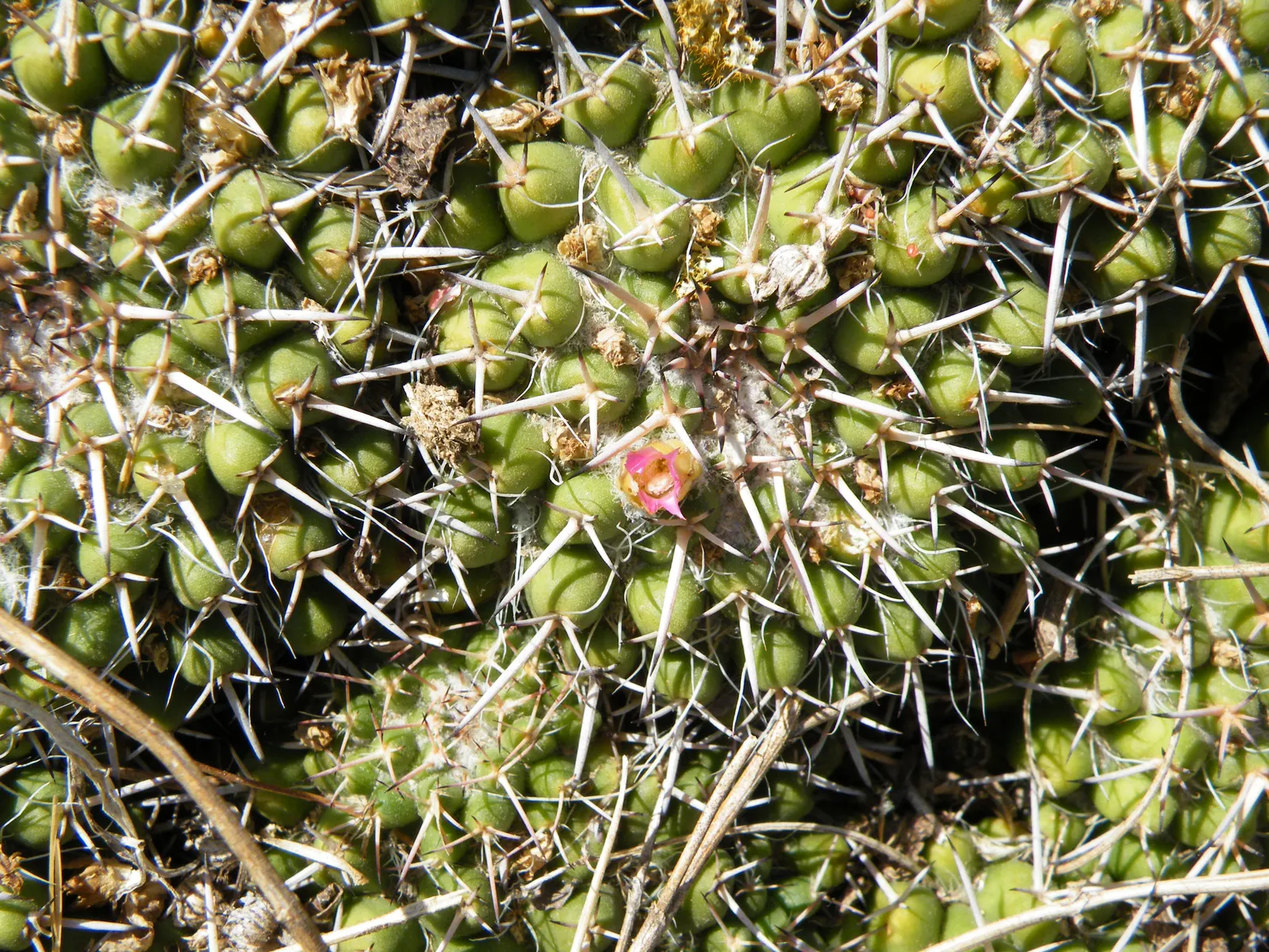 Mother Of Hundreds (Mammillaria Compressa) — This perennial plant boasts a low; cactus for full or half