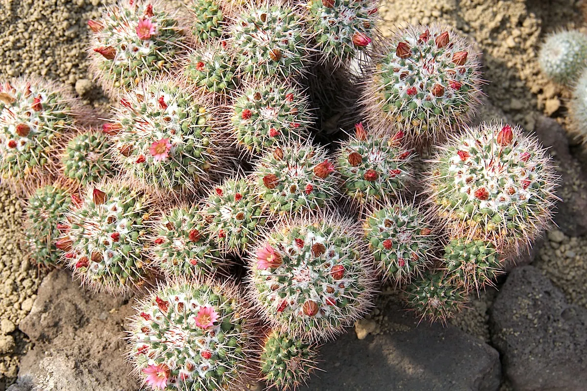 Mother Of Hundreds (Mammillaria Compressa) — Mammillaria compressa, 'Mother of Hundreds,' is a globular cactus known for its clustering habit; this, image 91