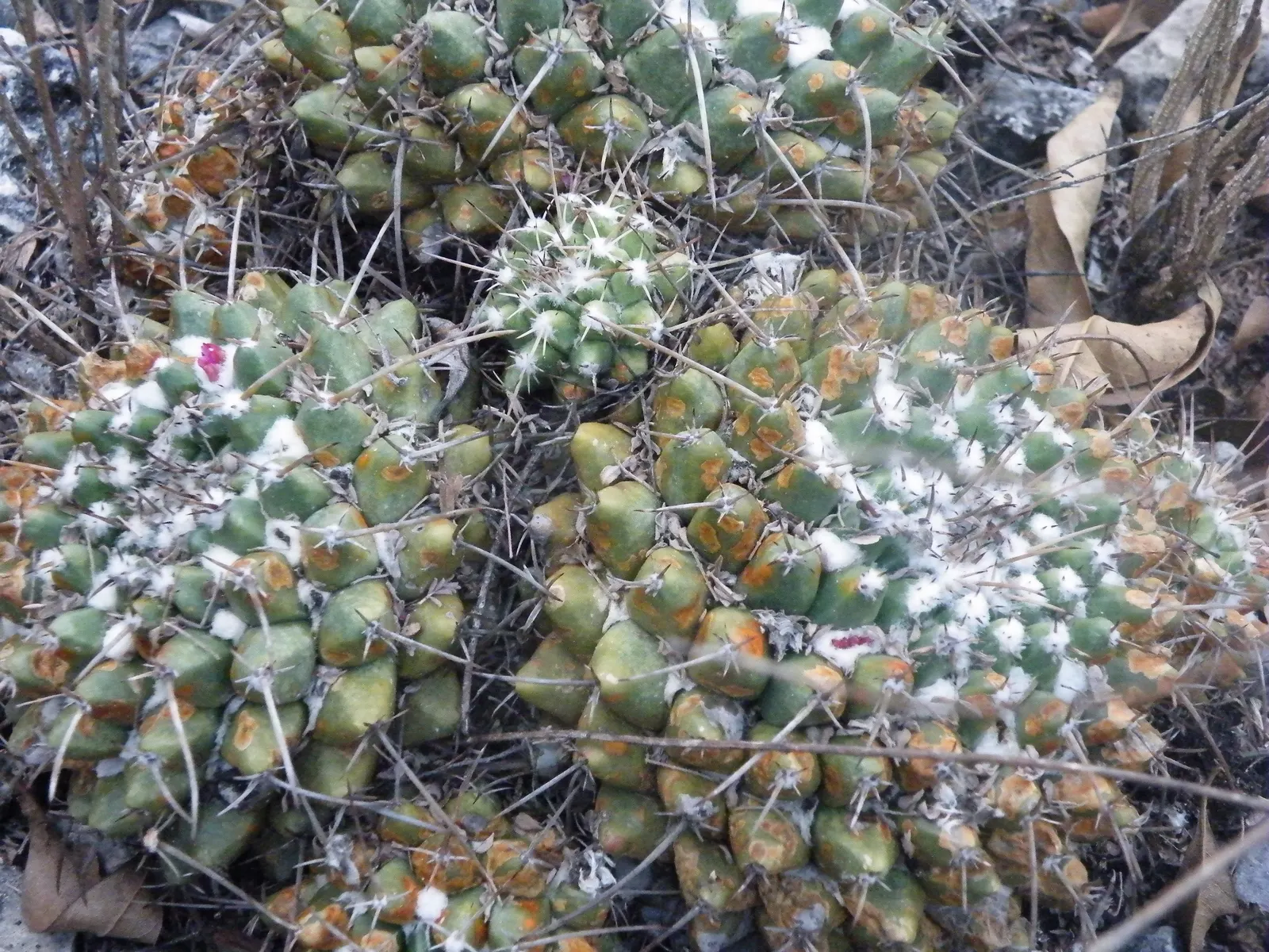 Mother Of Hundreds (Mammillaria Compressa) — cactus with pink blooms; consider well-drained soil and a location receiving full sun to partial shade, image 89