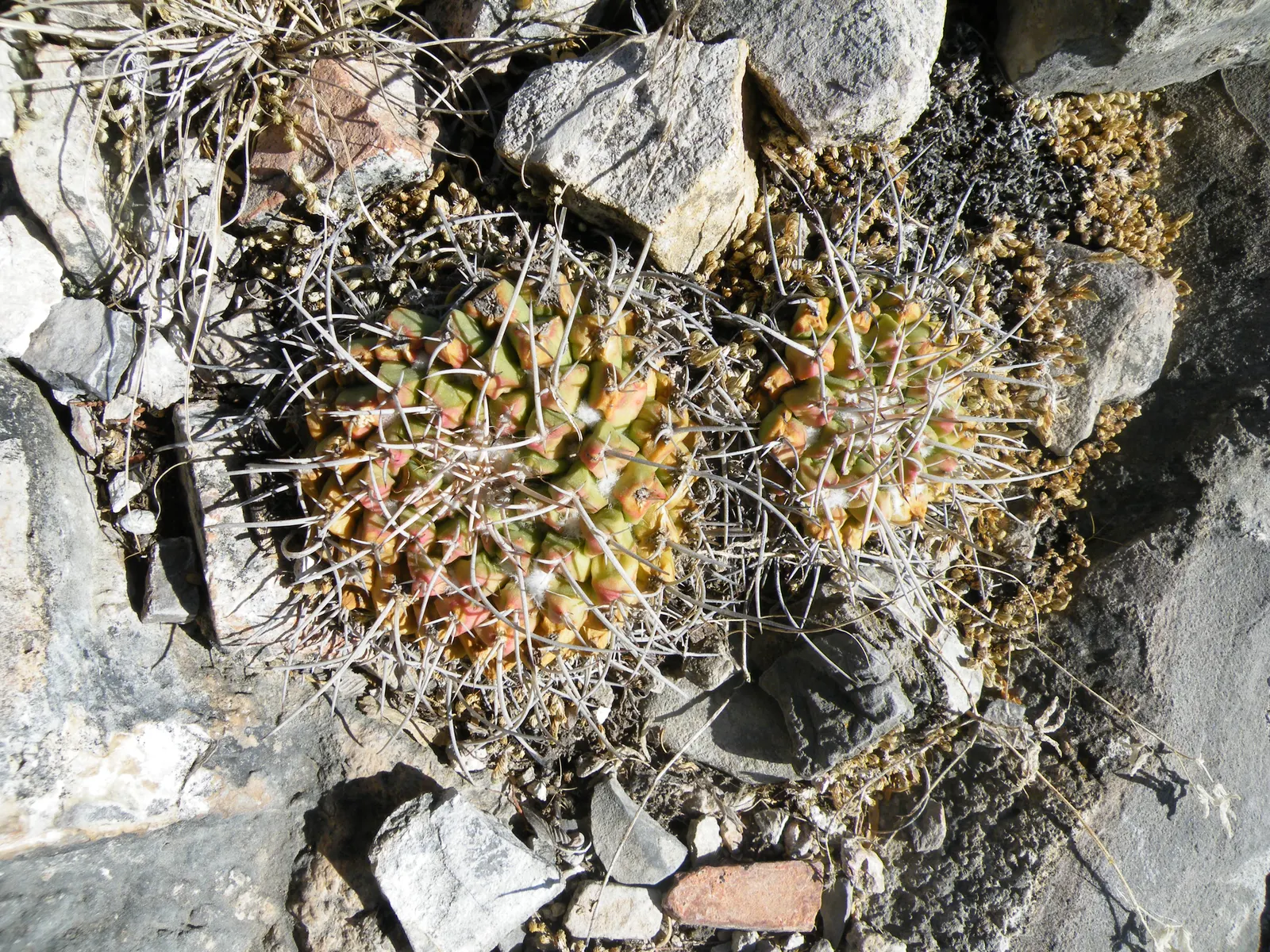 Mother Of Hundreds (Mammillaria Compressa) — each tubercle crowned with a halo of radial spines that range from 0.5 to 1.5 inches in length; this