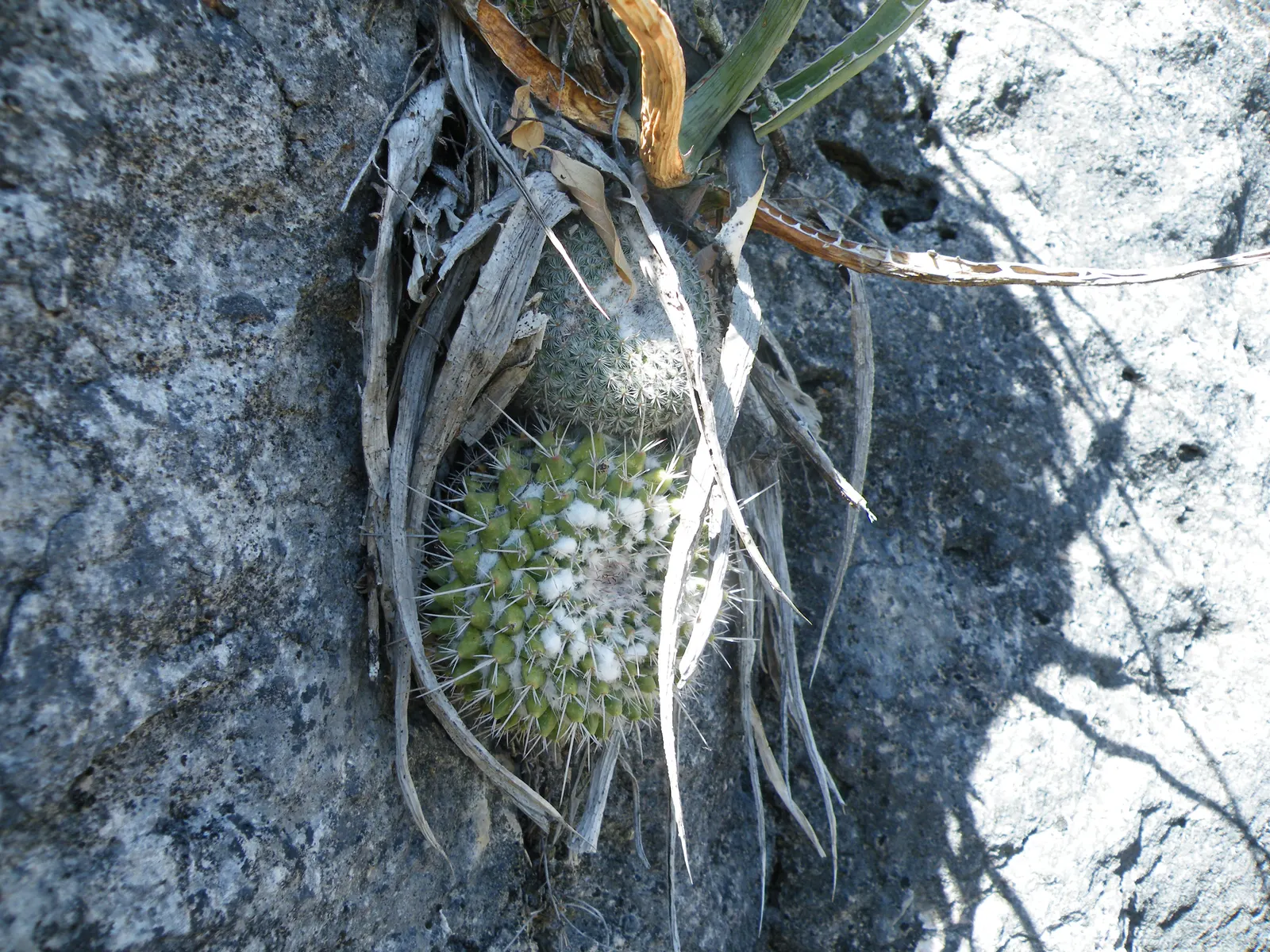 Mother Of Hundreds (Mammillaria Compressa) — Its dense white spines provide a striking contrast to yellow blooms; flowers measure approximately, image 63