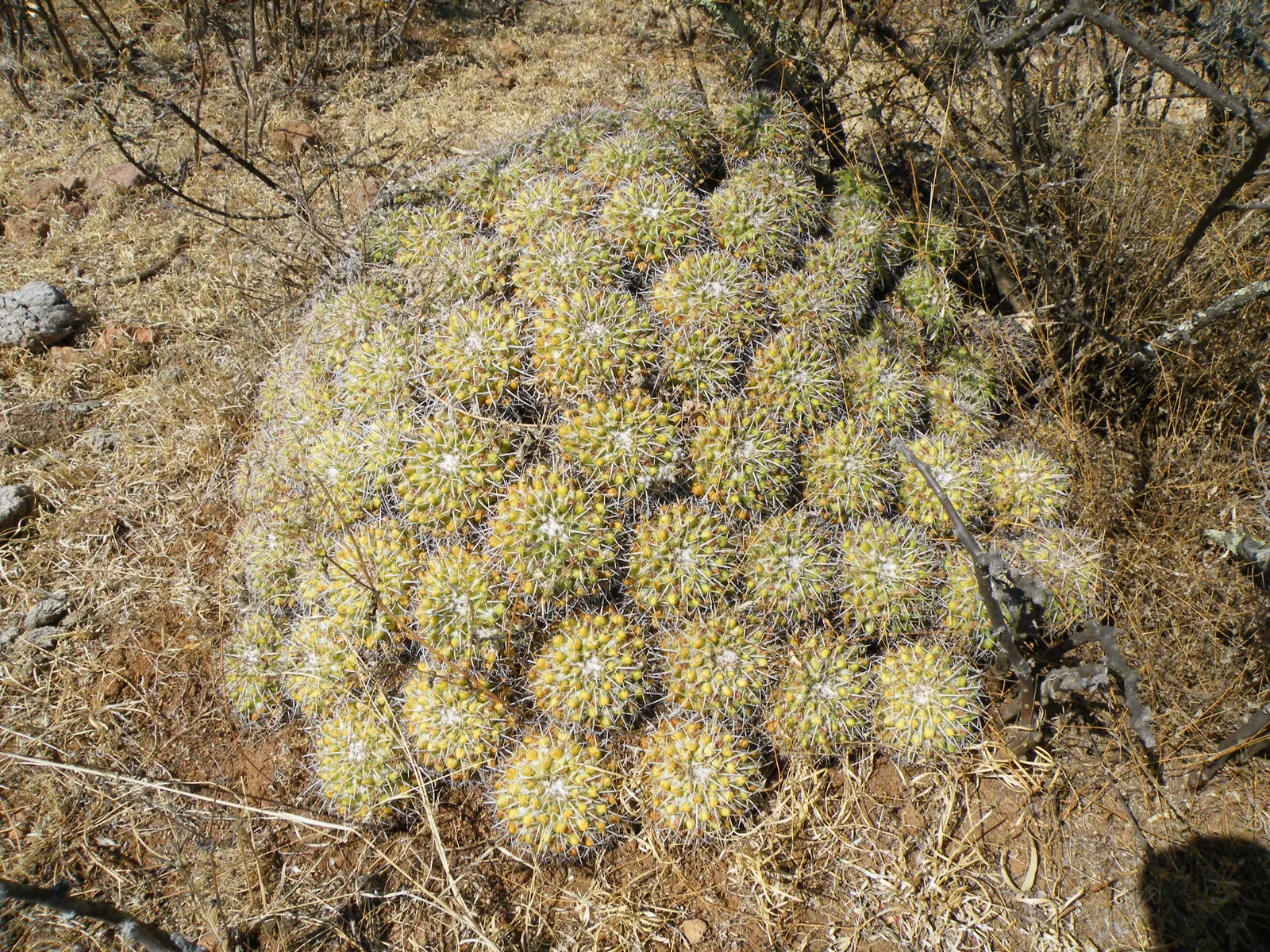 Mother Of Hundreds (Mammillaria Compressa) — which contrasts pleasingly with its green to bluish-green stems; as a focal point in a container garden, image 77