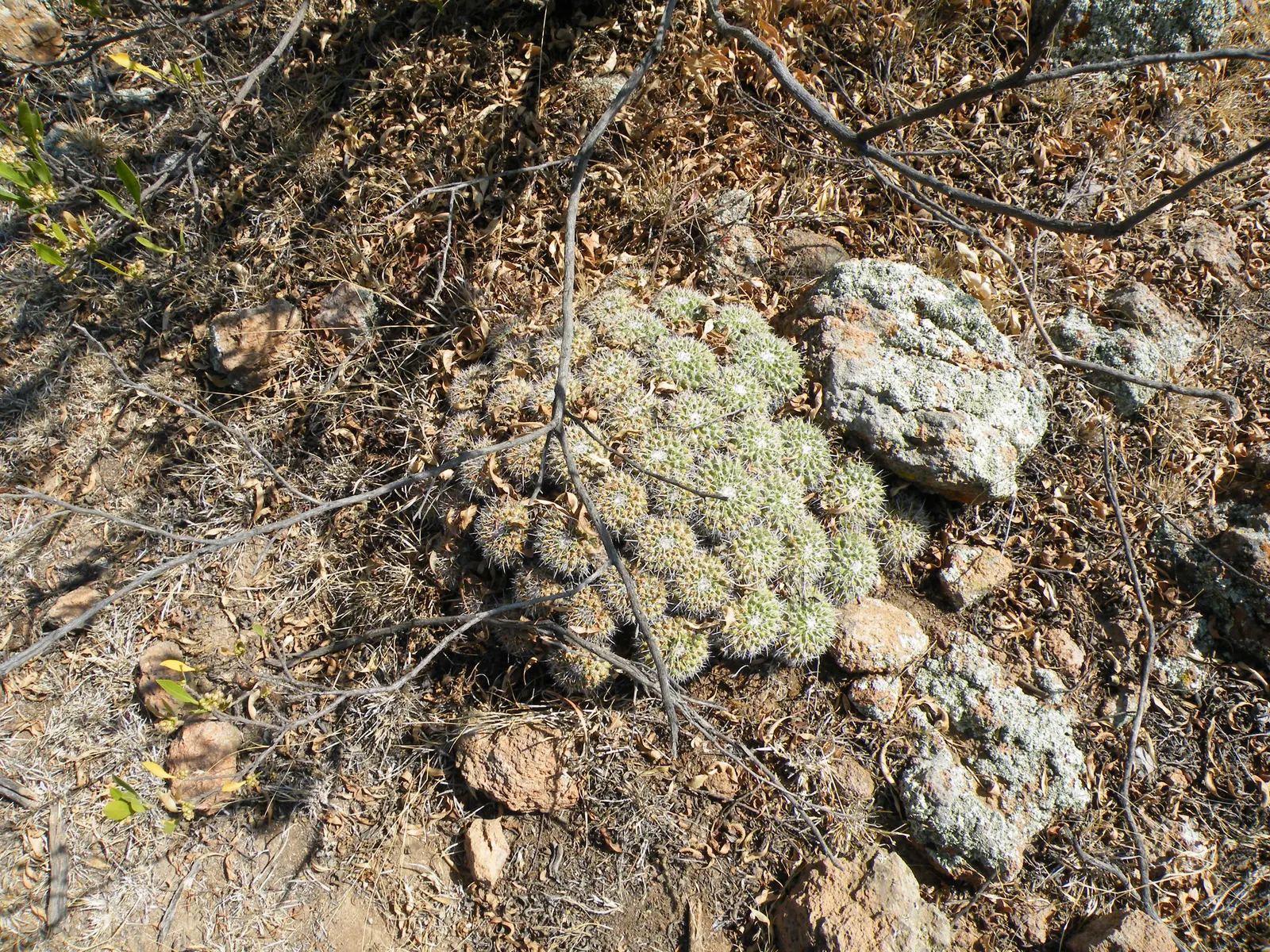 Mother Of Hundreds (Mammillaria Compressa) — giving rise to its common name.<br><br>The Mother of Hundreds blooms during late spring to early summer