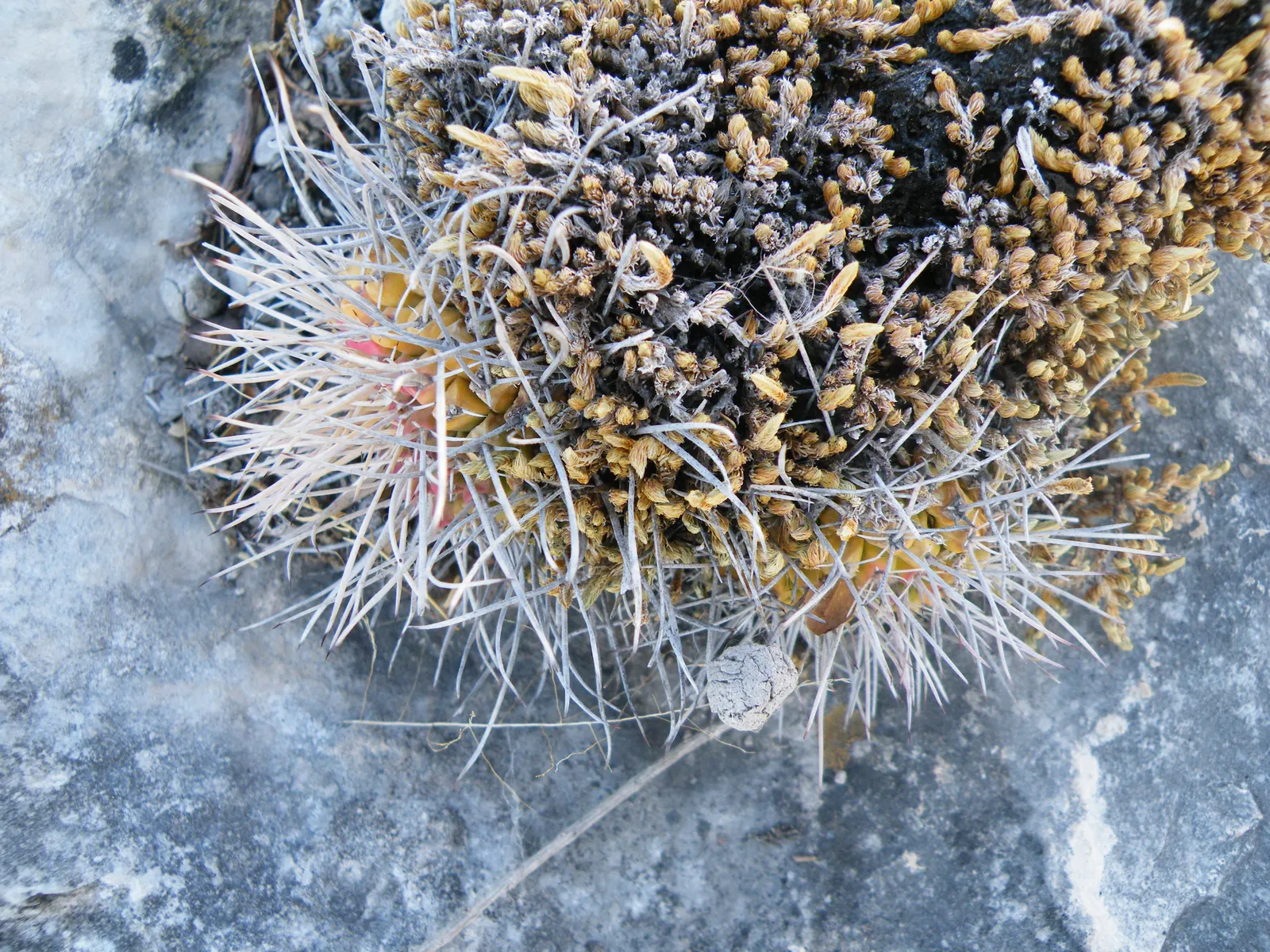 Mother Of Hundreds (Mammillaria Compressa) — offering a rugged yet charming aesthetic; giving rise to its common name.<br><br>The Mother of Hundreds blooms