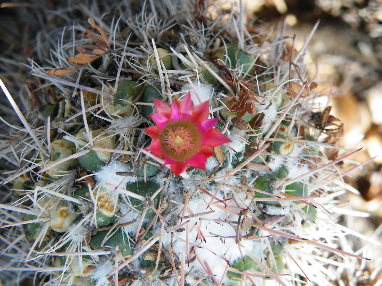 Mother Of Hundreds (Mammillaria Compressa) — cactus for full or half; or to provide an accent in a rockery