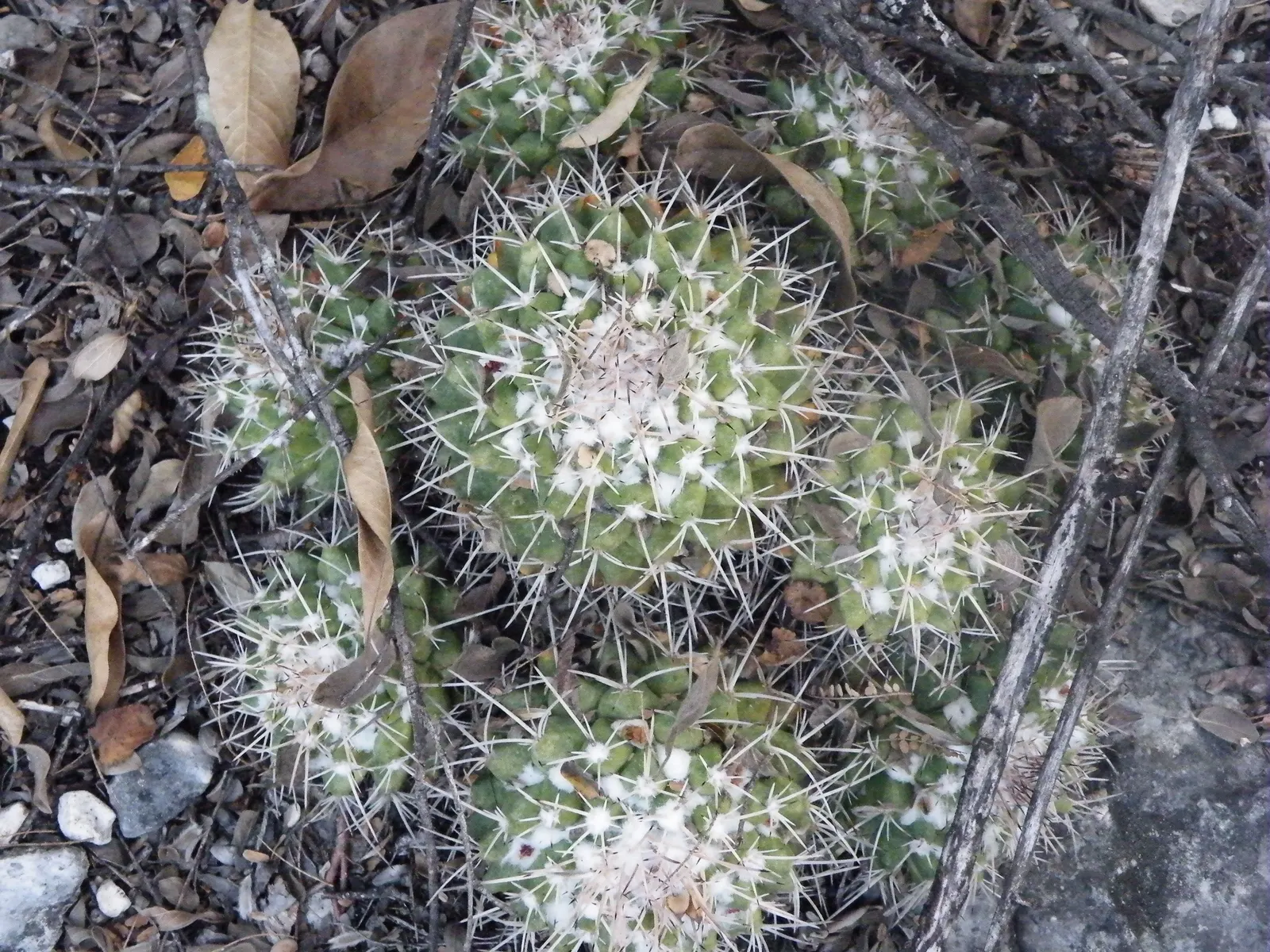 Mother Of Hundreds (Mammillaria Compressa) — which cluster around the mother plant; ideal for rock gardens or as a textured ground cover