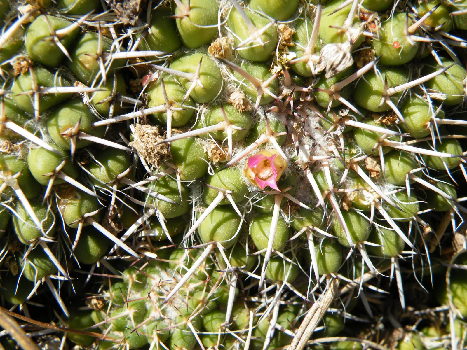 Mother Of Hundreds (Mammillaria Compressa) — it offers a low-maintenance option for arid-themed landscapes; this perennial plant boasts a low, image 96