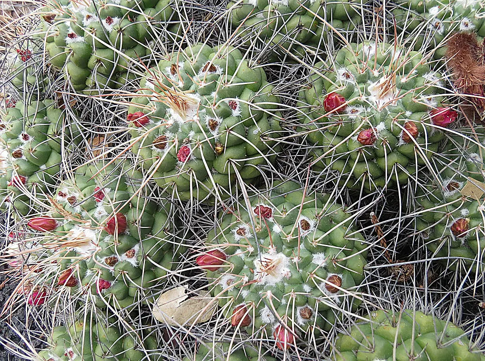 Mother Of Hundreds (Mammillaria Compressa) — pink flowers in the garden