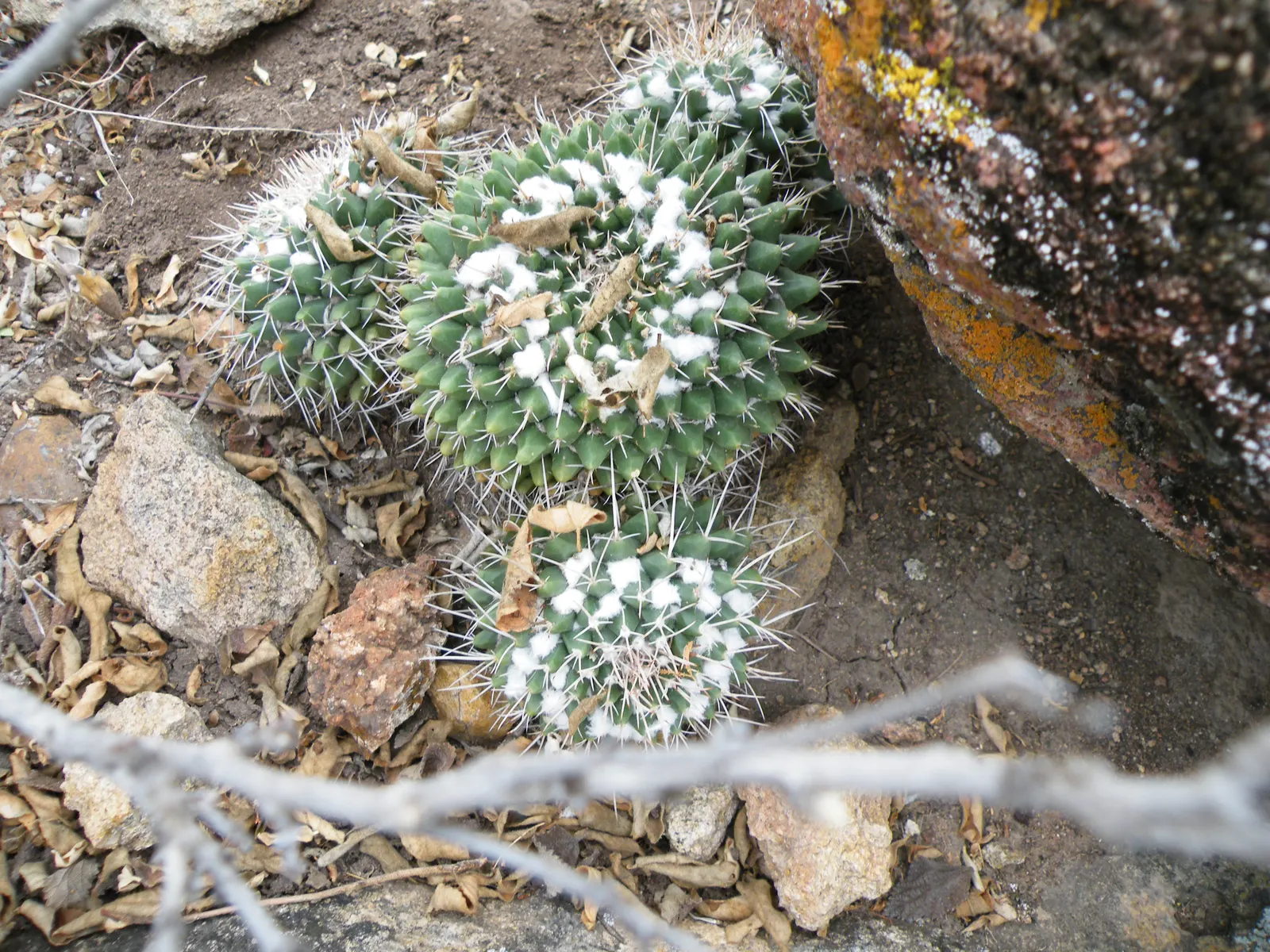 Mother Of Hundreds (Mammillaria Compressa) — is a distinctive cactus variety that can add an eye-catching textural element to any xeriscape or rock, image 68