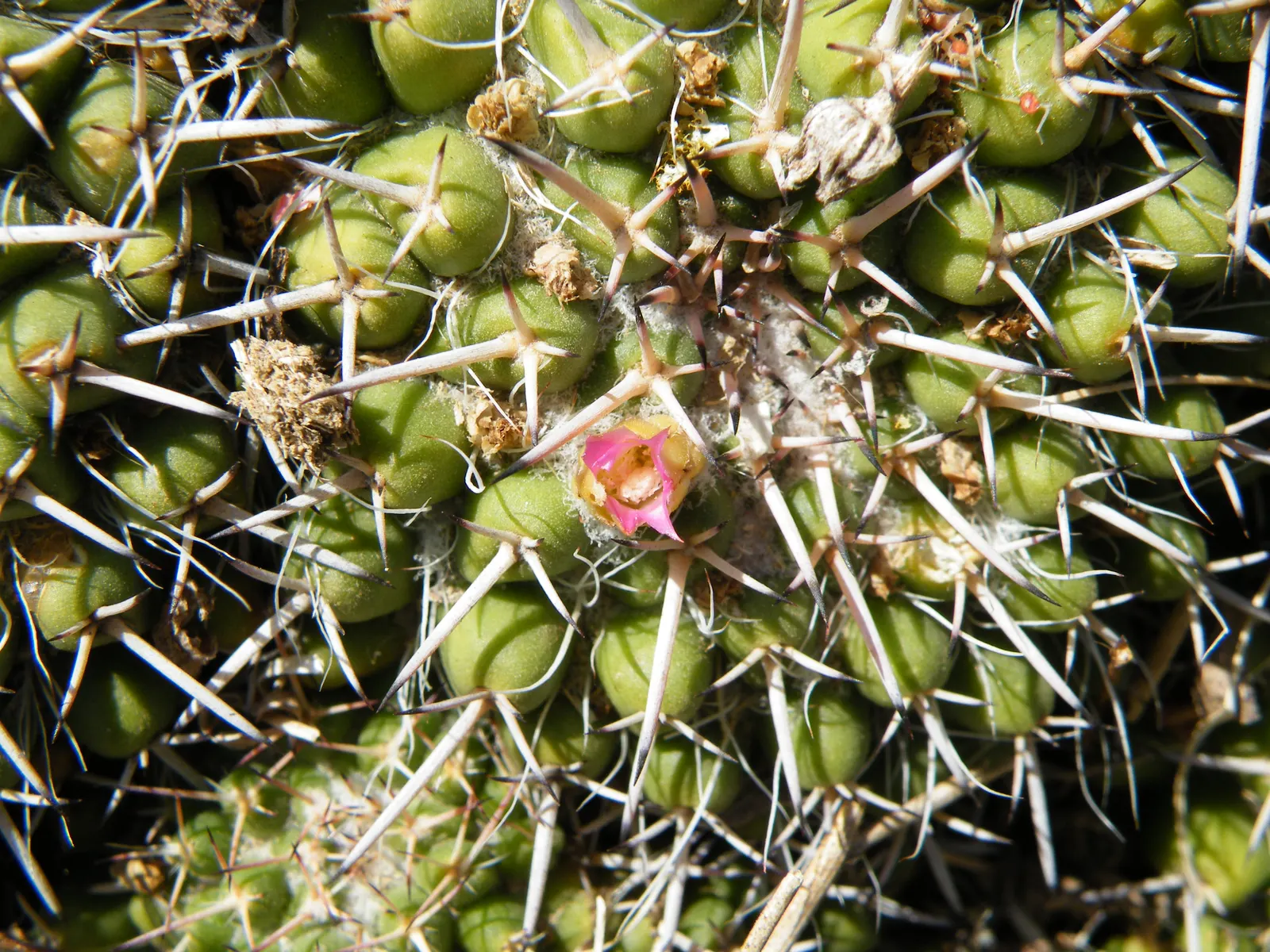 Mother Of Hundreds (Mammillaria Compressa) — Its distinctive appearance pairs well with other succulents and desert flora
