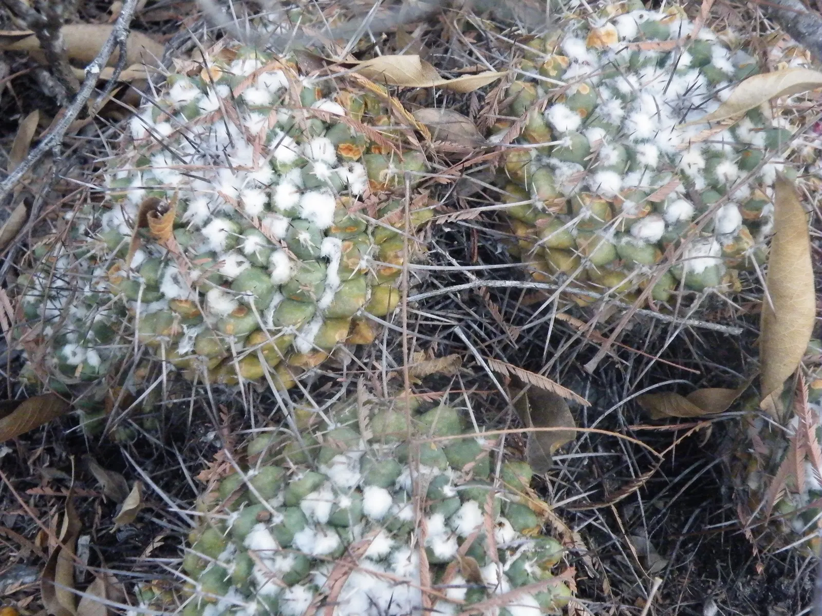 Mother Of Hundreds (Mammillaria Compressa) — also known scientifically as 'Mammillaria compressa'; creamy-white to yellow flowers at the crown