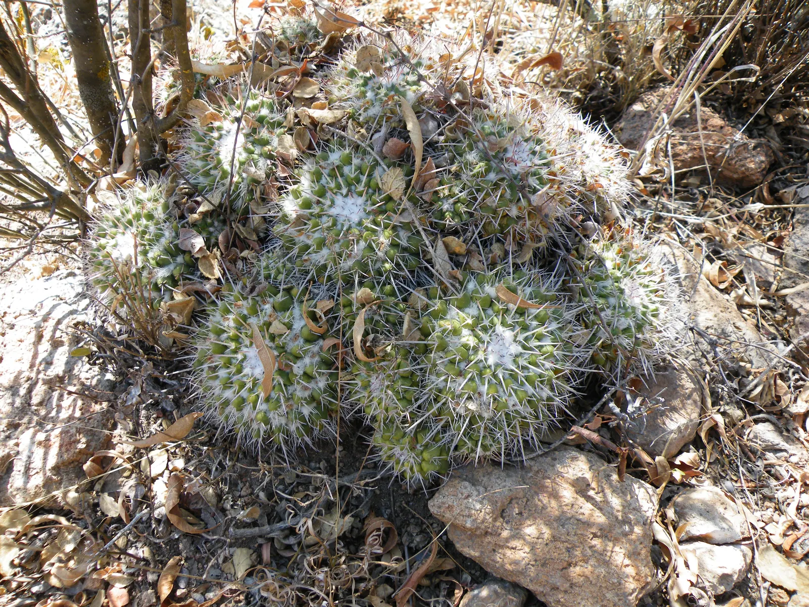 Mother Of Hundreds (Mammillaria Compressa) — Use it to fill gaps in a succulent border