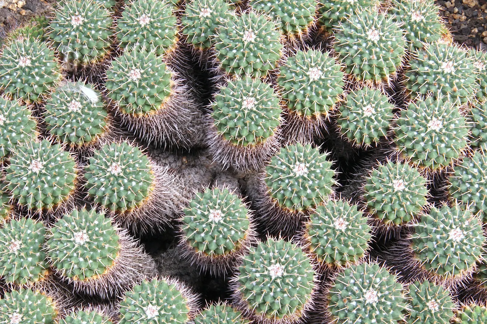Mother Of Hundreds (Mammillaria Compressa) — consider well-drained soil and a location receiving full sun to partial shade