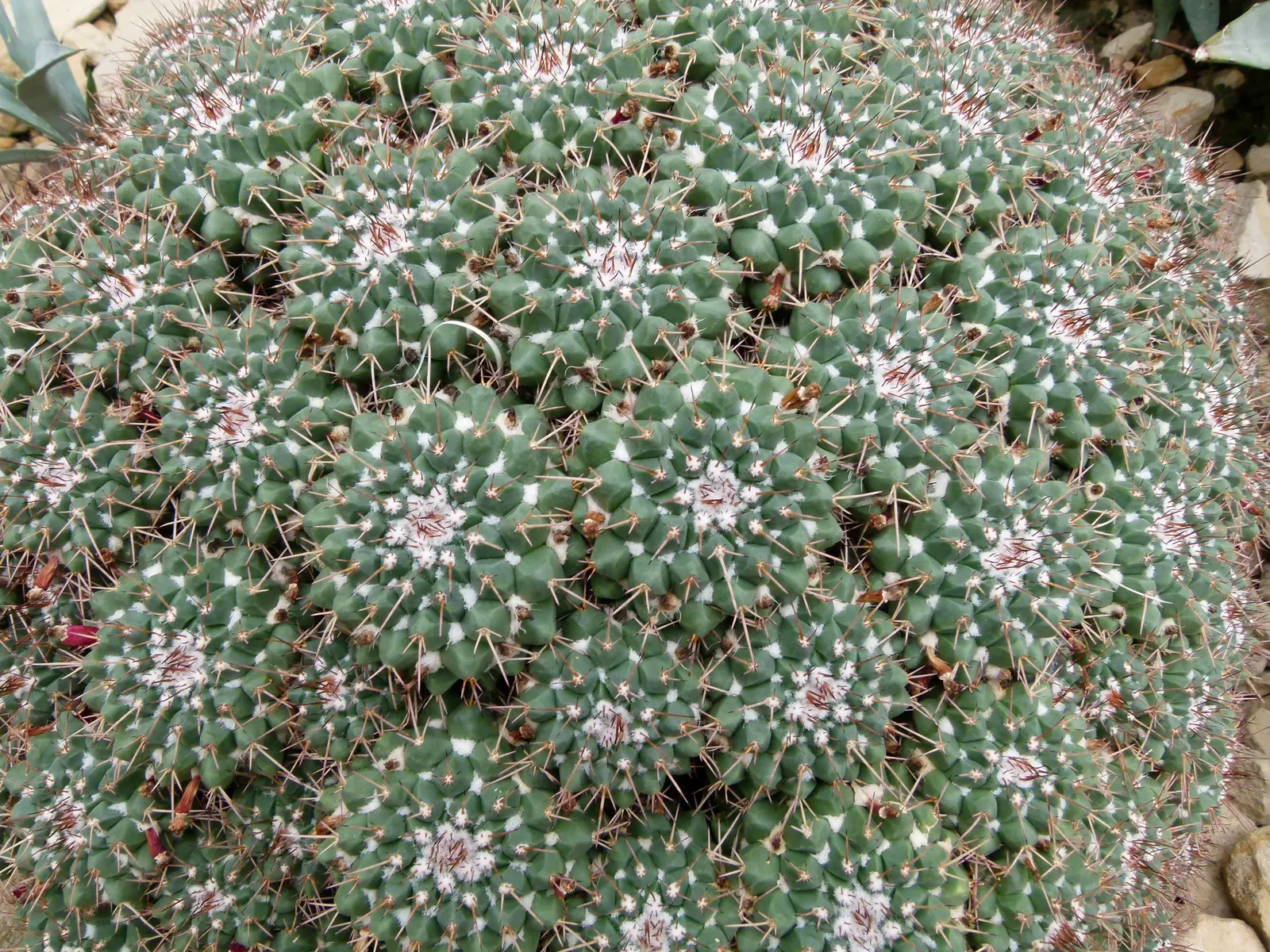 Mother Of Hundreds (Mammillaria Compressa) — giving rise to its common name.<br><br>The Mother of Hundreds blooms during late spring to early, image 75