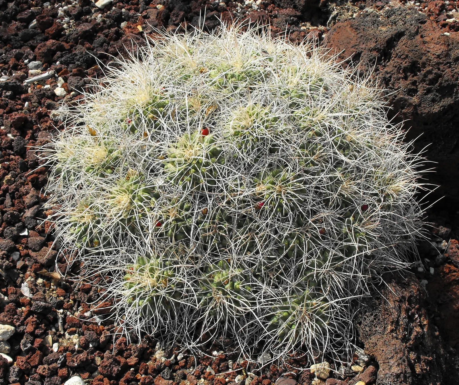 Mother Of Hundreds (Mammillaria Compressa) — or to provide an accent in a rockery; it offers a low-maintenance option for arid-themed landscapes, image 87