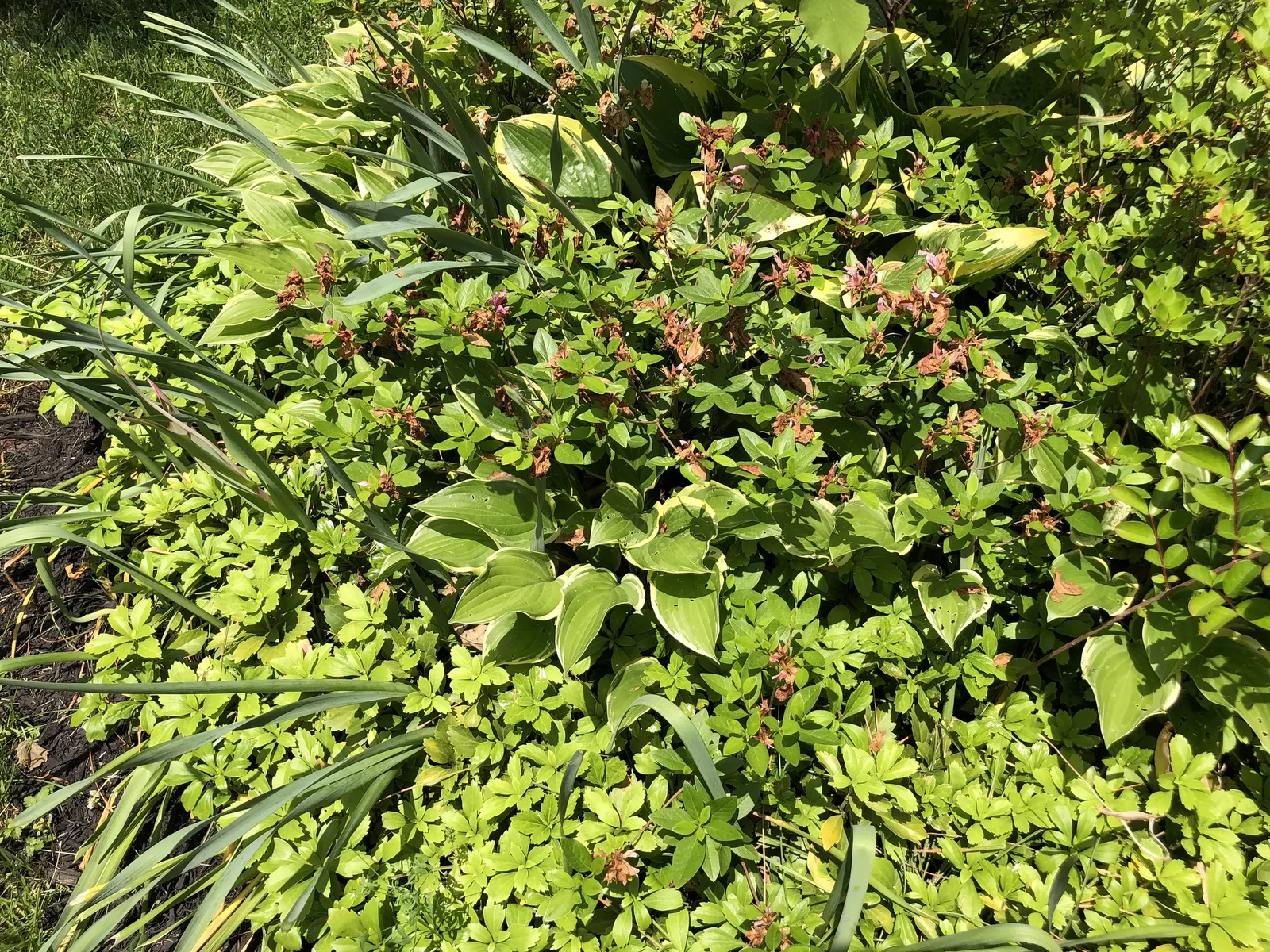 Purple Splendor Azalea (Azalea 'Purple Splendor') — the foliage may develop enticing reddish-bronze tones