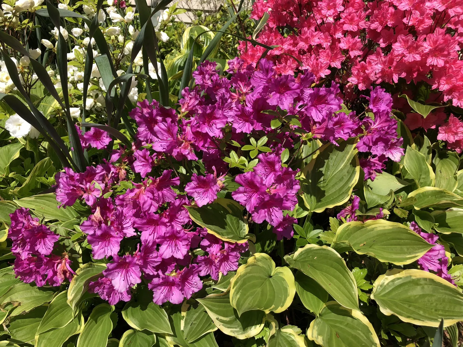 Purple Splendor Azalea (Azalea 'Purple Splendor') — With a mid-spring flowering time, its lush foliage provides year-round interest