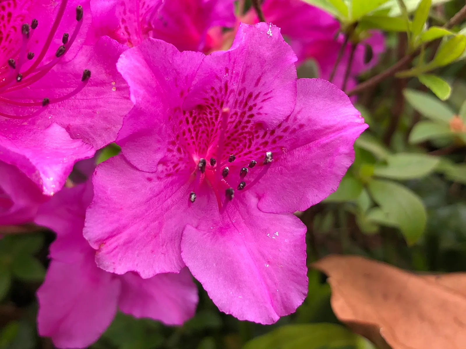Purple Splendor Azalea (Azalea 'Purple Splendor') — With a mid-spring flowering time, its lush foliage provides year-round interest; as cooler temperatures