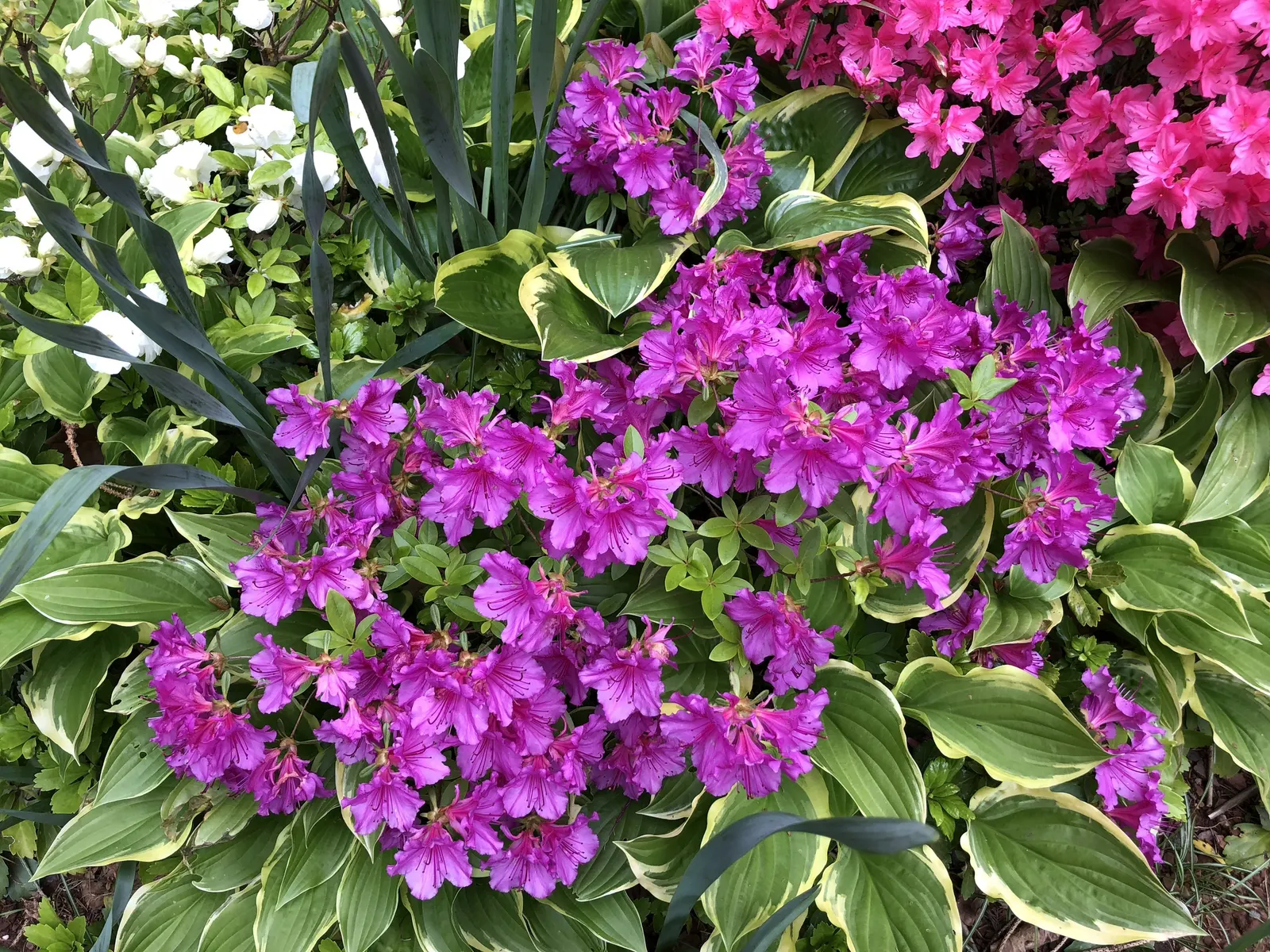 Purple Splendor Azalea (Azalea 'Purple Splendor') — the Purple Splendor boasts spectacular; with a mid-spring flowering time, its lush foliage provides