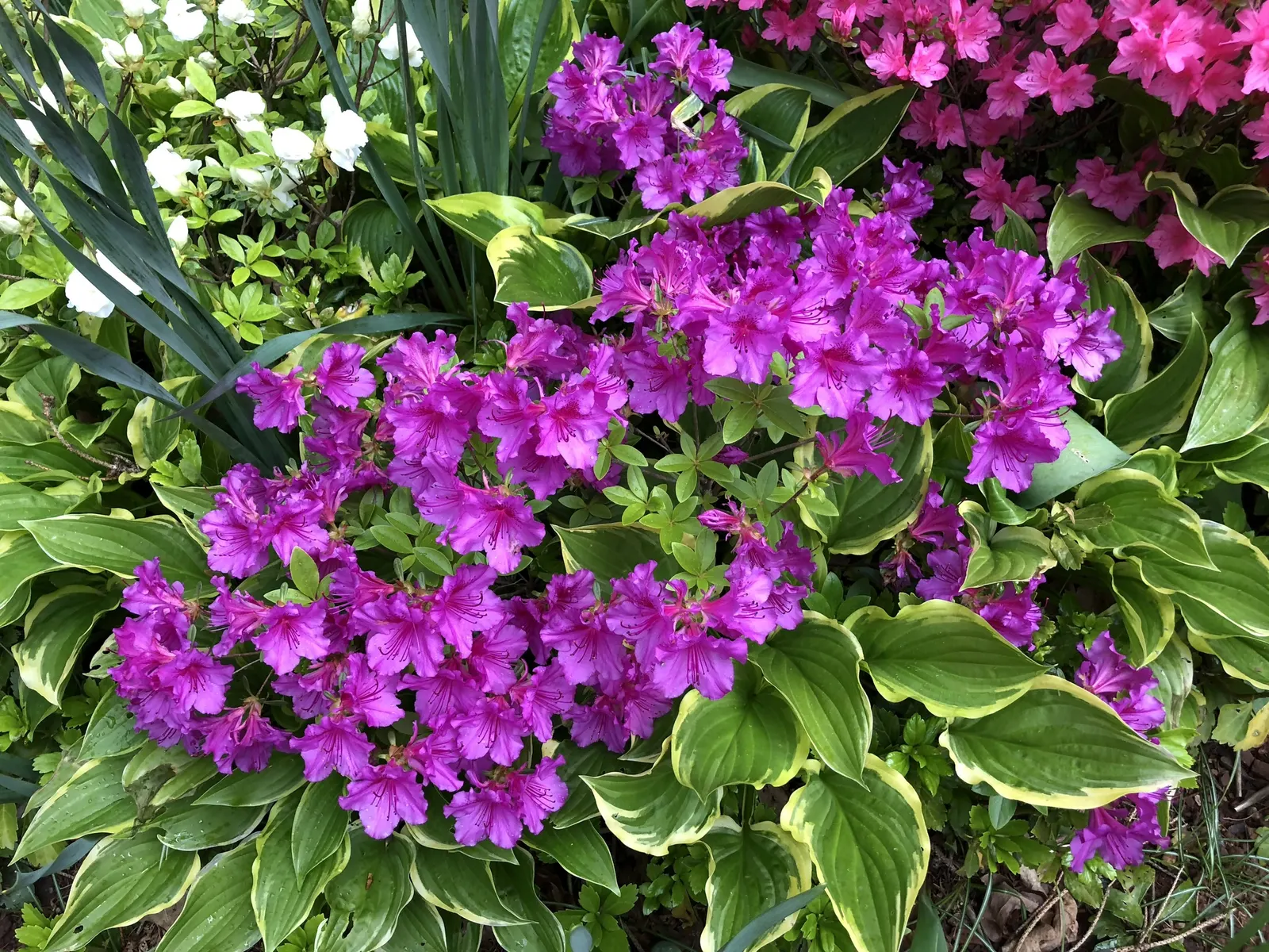 Purple Splendor Azalea (Azalea 'Purple Splendor') — is a captivating addition to any landscape design due to its vivid floral display and attractive foliage