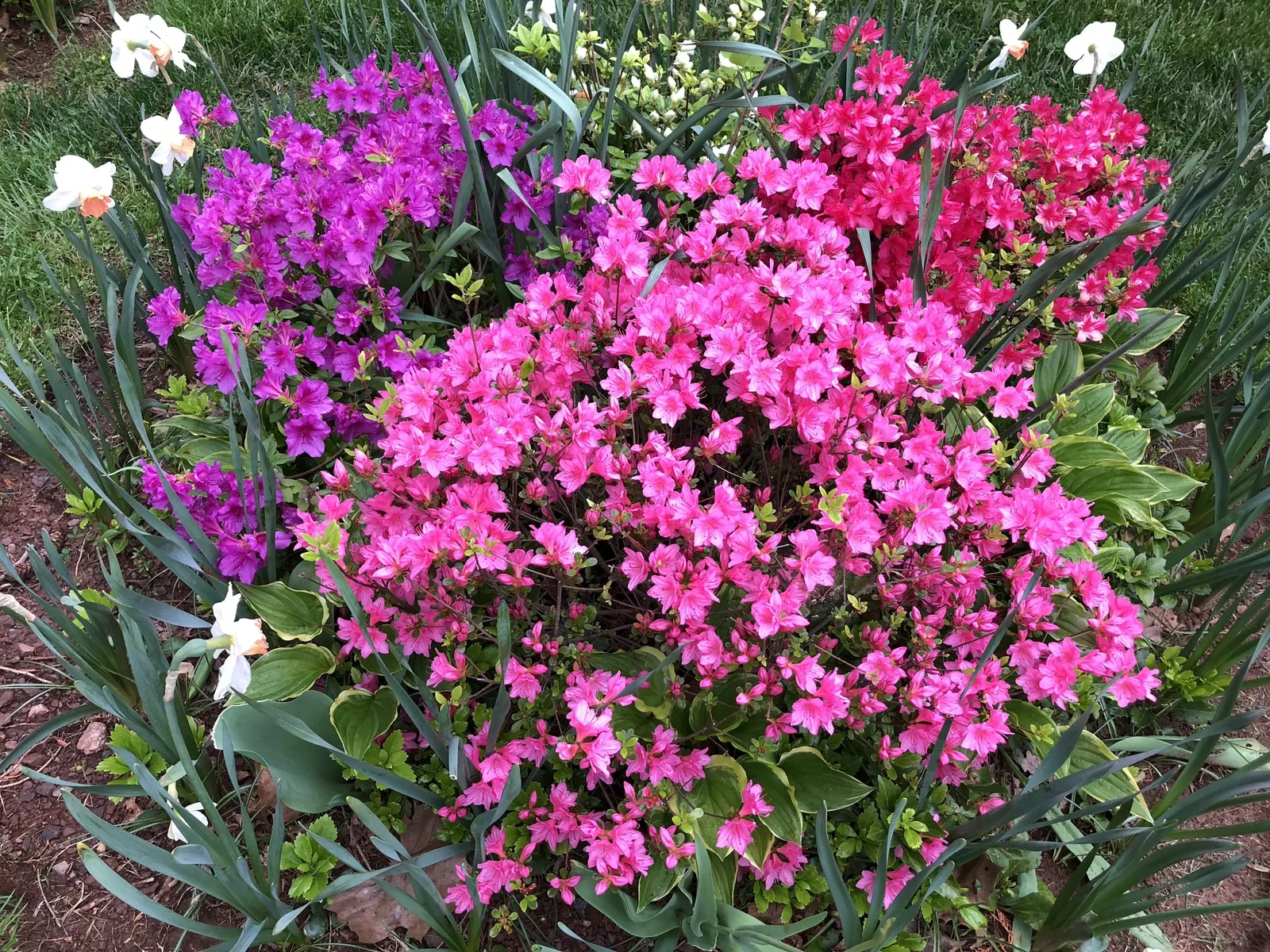 Purple Splendor Azalea (Azalea 'Purple Splendor') — This semi-evergreen shrub typically matures to a height of 4 to 6 feet with a similar spread; spacing