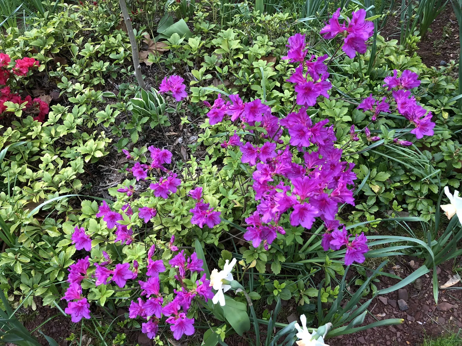 Purple Splendor Azalea (Azalea 'Purple Splendor') — the Purple Splendor boasts spectacular