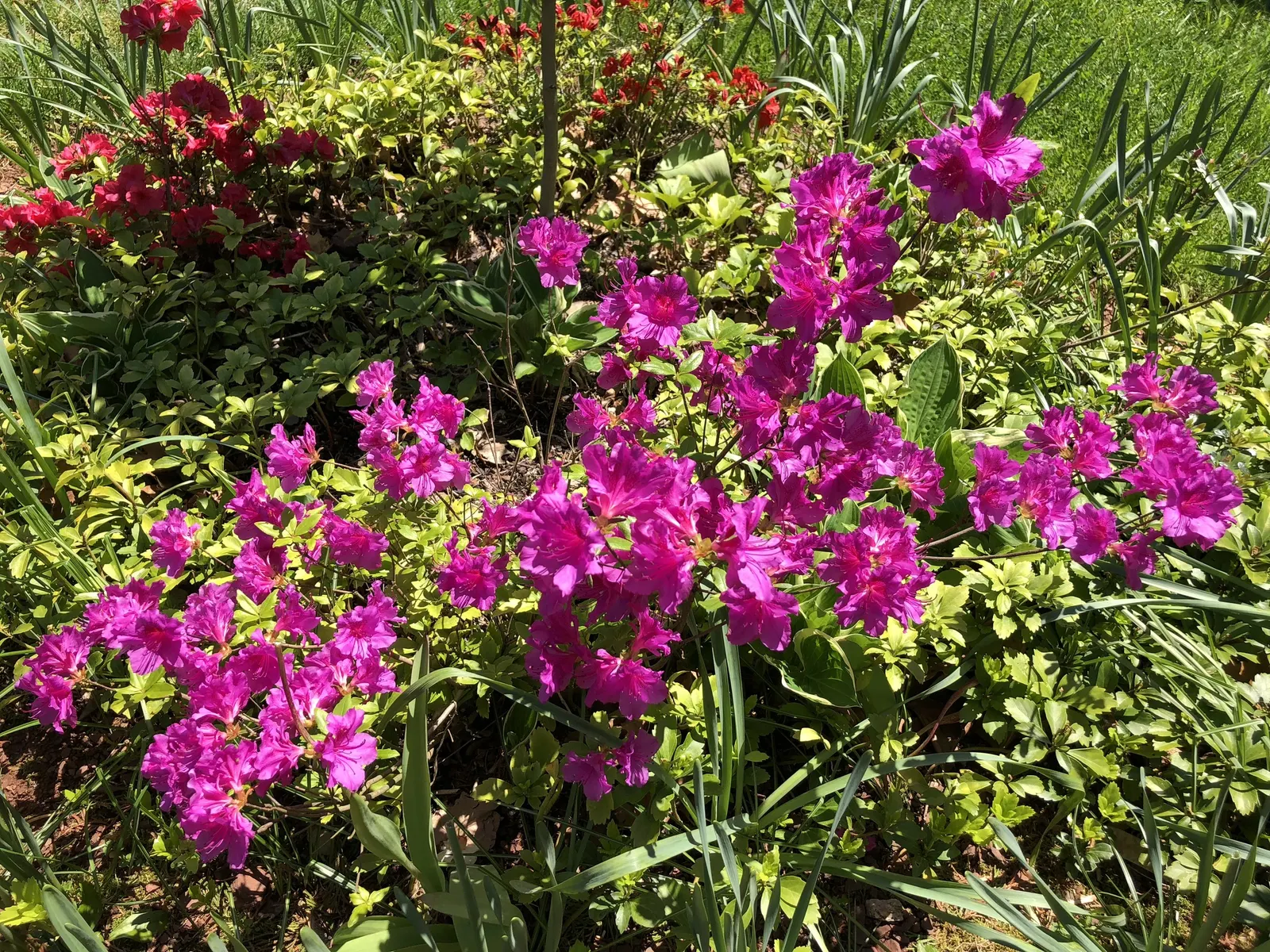 Purple Splendor Azalea (Azalea 'Purple Splendor') — Ensure the location chosen offers partial shade to protect its delicate blossoms from the harsh afternoon