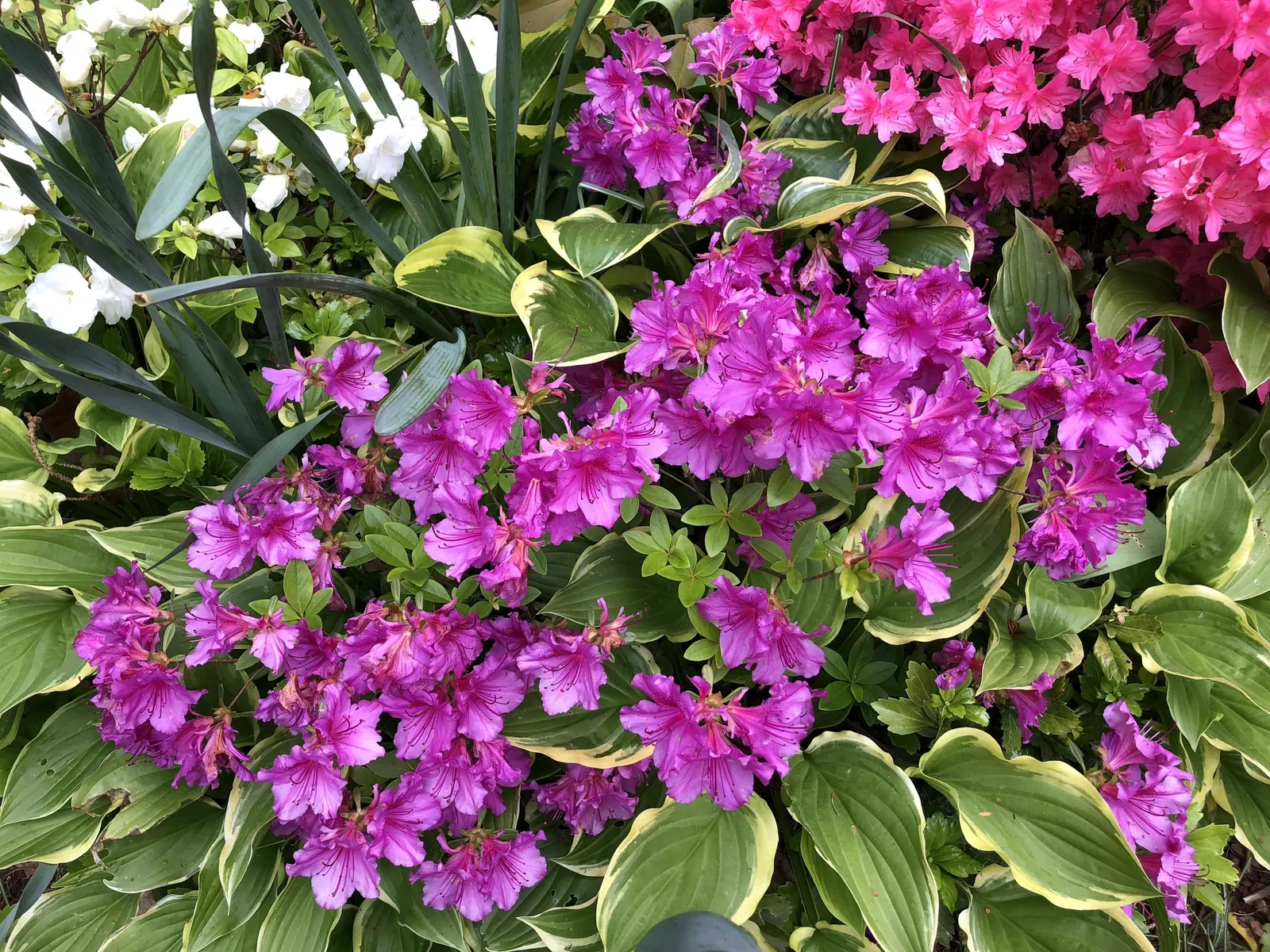 Purple Splendor Azalea (Azalea 'Purple Splendor') — shrub for half or shade