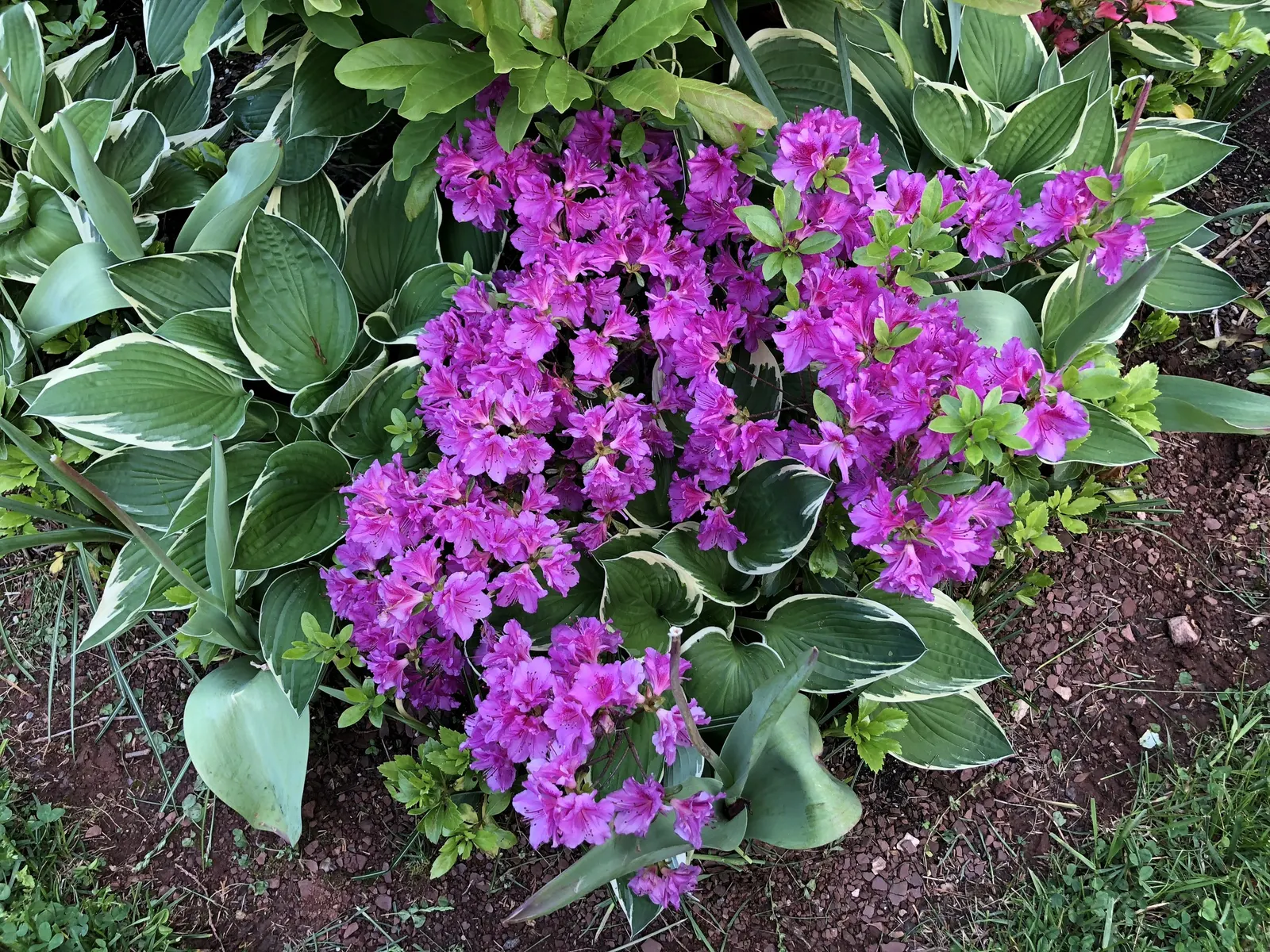 Purple Splendor Azalea (Azalea 'Purple Splendor') — Flourishing in partial shade, this evergreen shrub achieves a mature size of about 4 to 5 feet tall and
