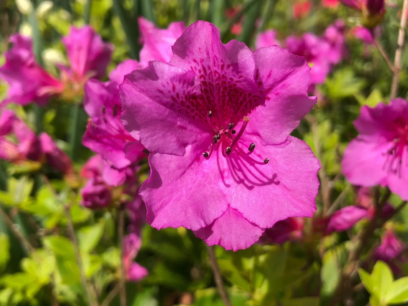 Purple Splendor Azalea (Azalea 'Purple Splendor') — a slightly acidic soil with a pH between 4.5 and 6.0 is ideal