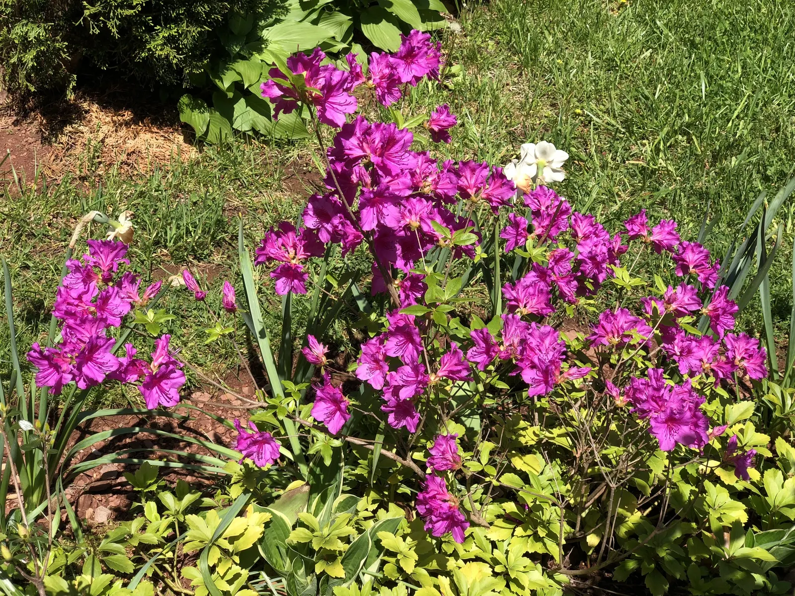 Purple Splendor Azalea (Azalea 'Purple Splendor') — scientifically referred to as Azalea 'Purple Splendor'