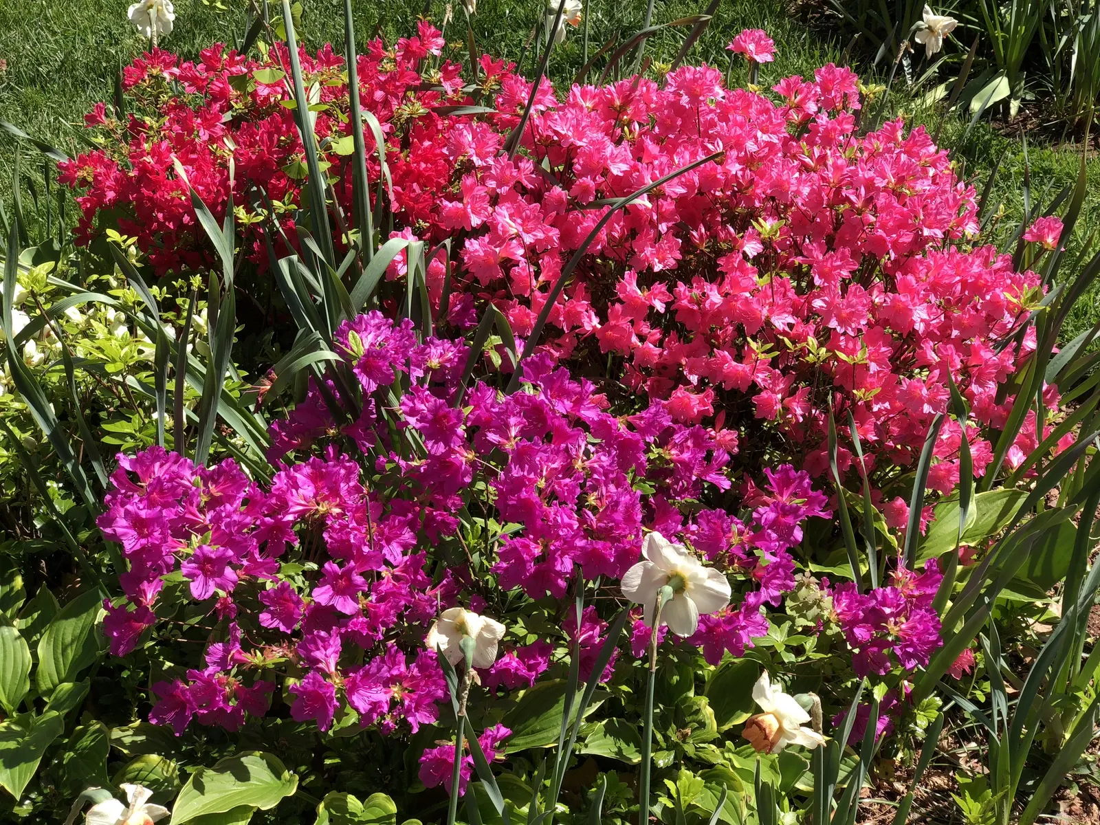Purple Splendor Azalea (Azalea 'Purple Splendor') — shrub with purple blooms