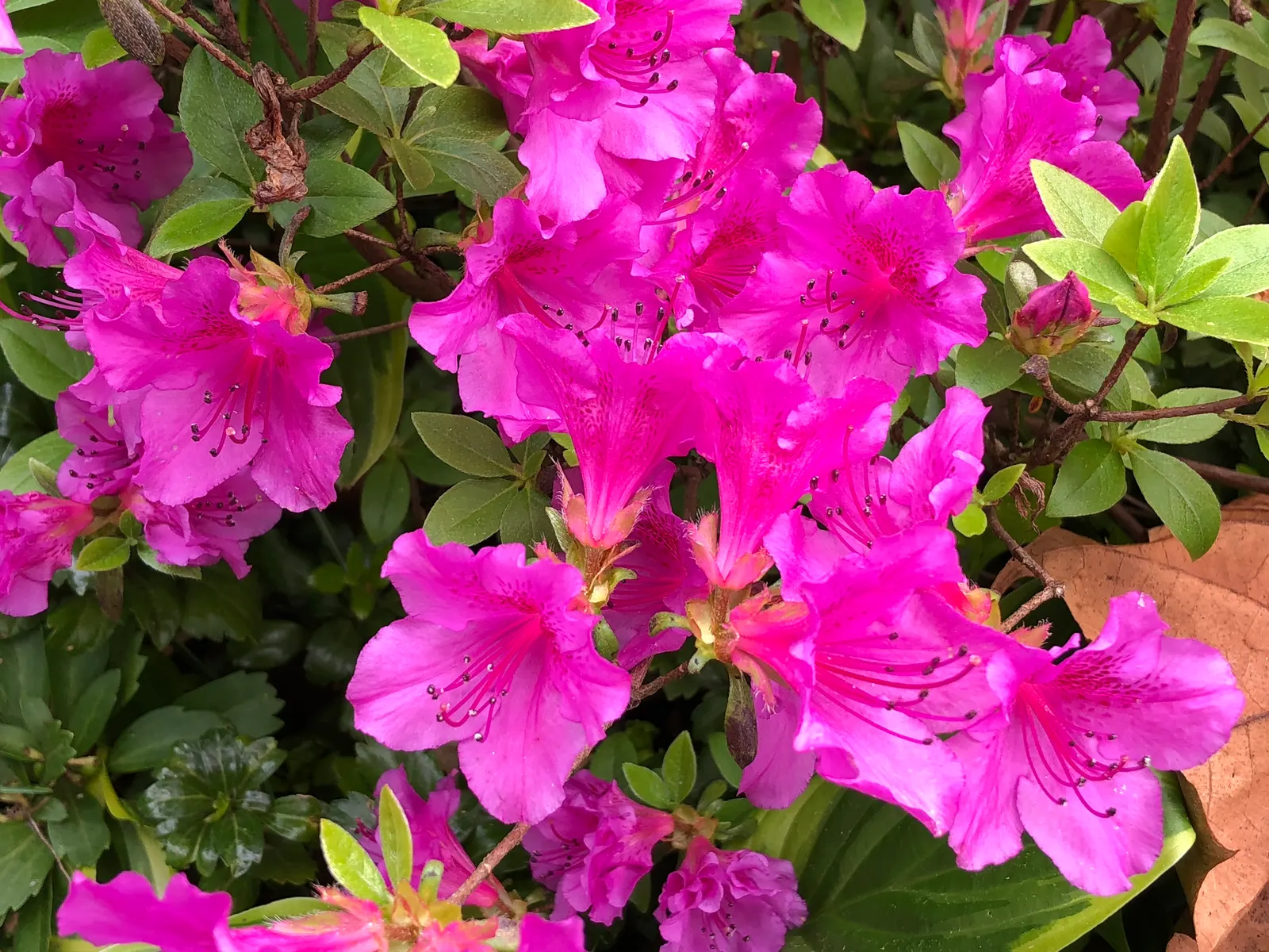 Purple Splendor Azalea (Azalea 'Purple Splendor') — The bloom season commences in late spring