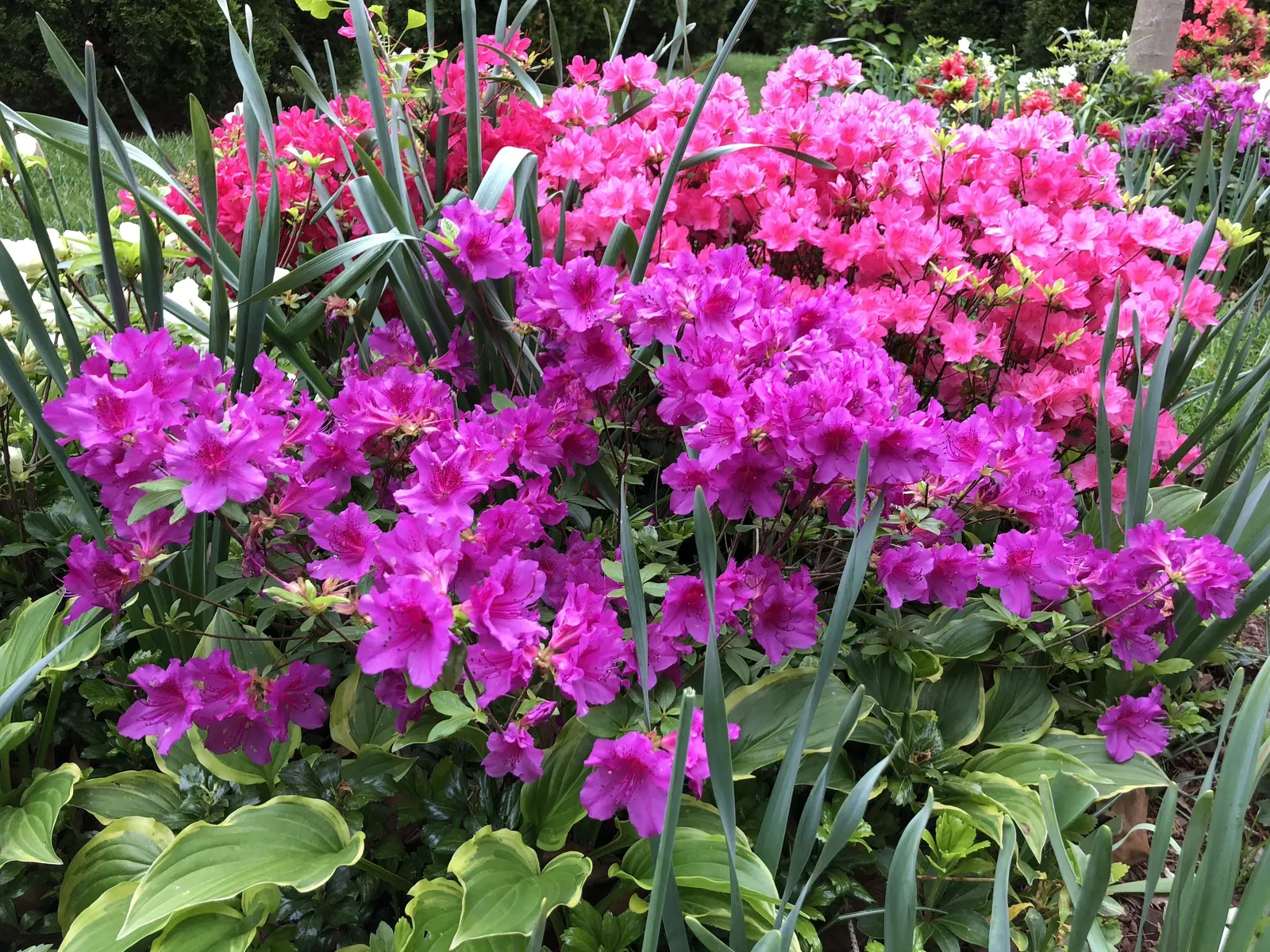 Purple Splendor Azalea (Azalea 'Purple Splendor') — Ideal for accent planting or massing in USDA zones 5-8, it requires acidic, well-drained soil