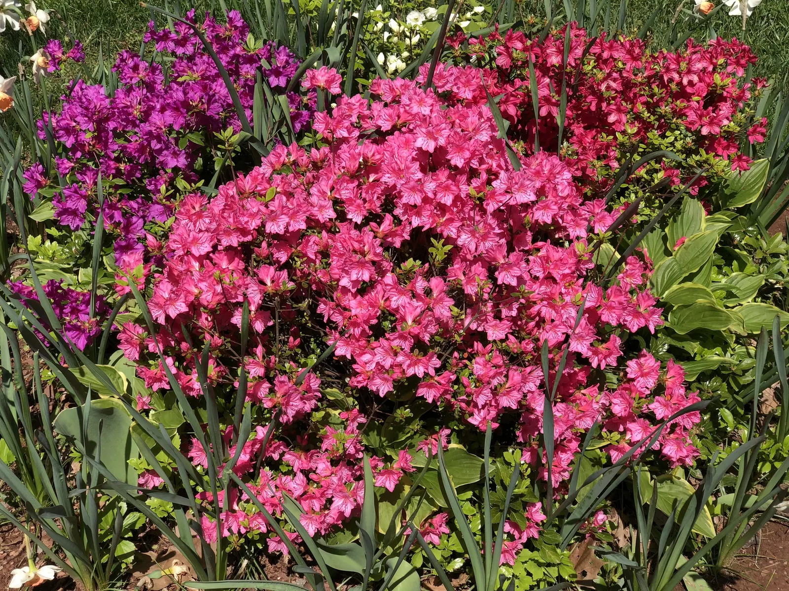 Purple Splendor Azalea (Azalea 'Purple Splendor') — large ruffled flowers up to 3 inches across; offering a deep purple hue with a striking reddish-orange