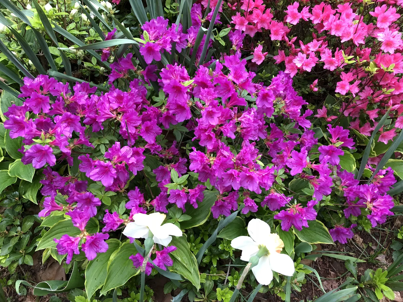 Purple Splendor Azalea (Azalea 'Purple Splendor') — As cooler temperatures arrive in the fall