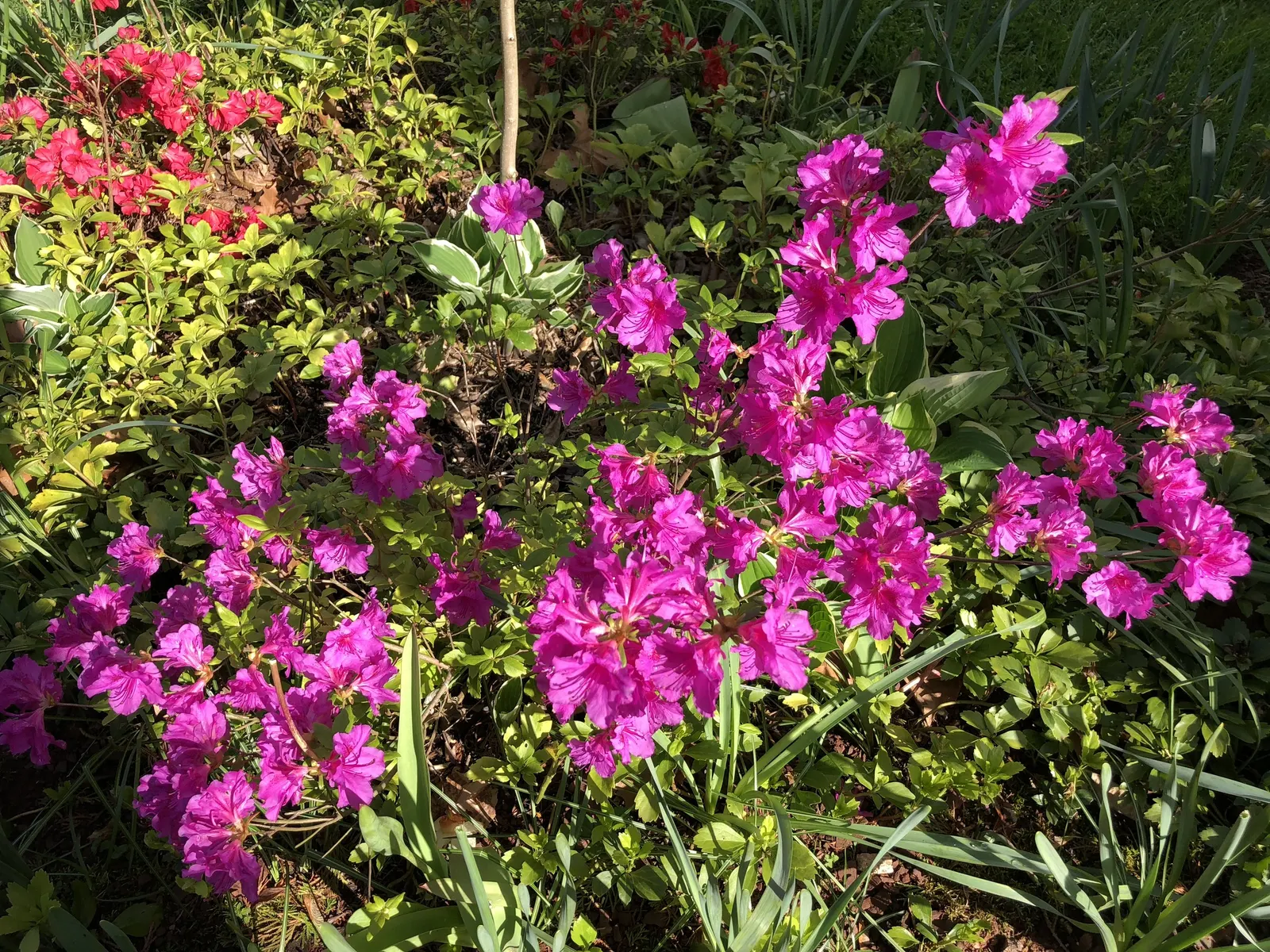 Purple Splendor Azalea (Azalea 'Purple Splendor') — approximately 4 to 6 feet apart