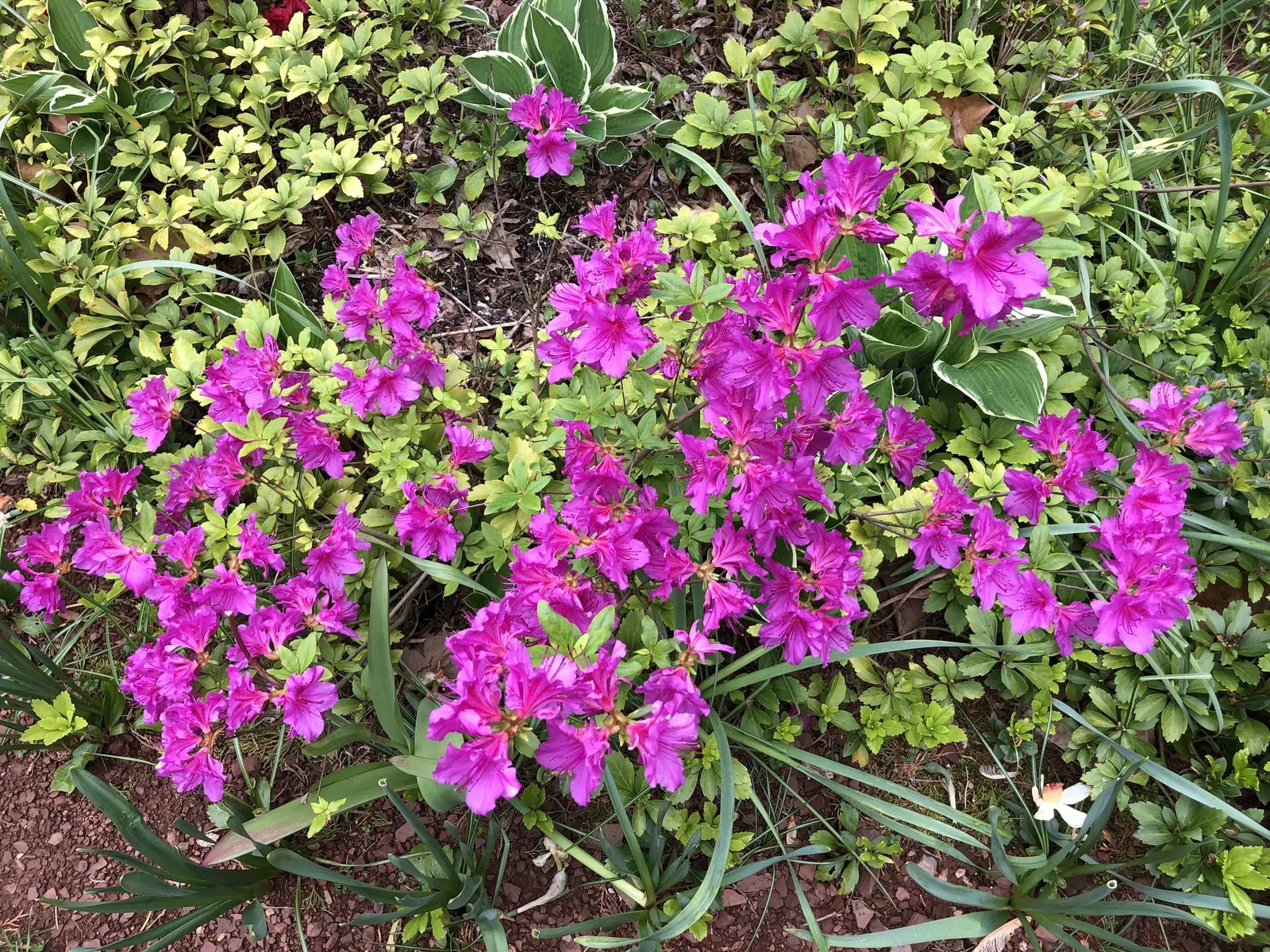 Purple Splendor Azalea (Azalea 'Purple Splendor') — Ideal for accent planting or massing in USDA zones 5-8, it requires acidic, well-drained soil, image 25
