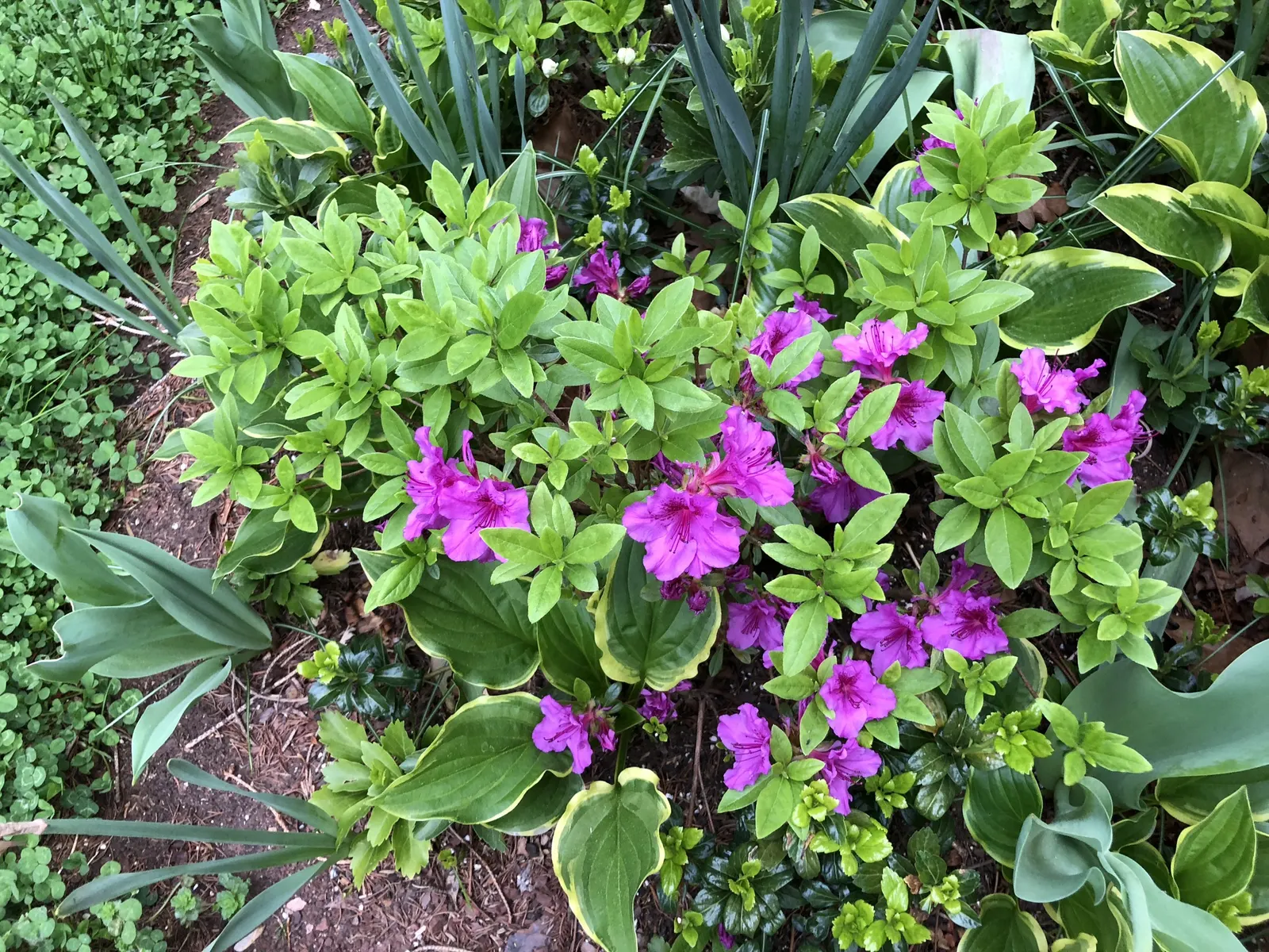 Purple Splendor Azalea (Azalea 'Purple Splendor') — This semi-evergreen shrub typically matures to a height of 4 to 6 feet with a similar spread