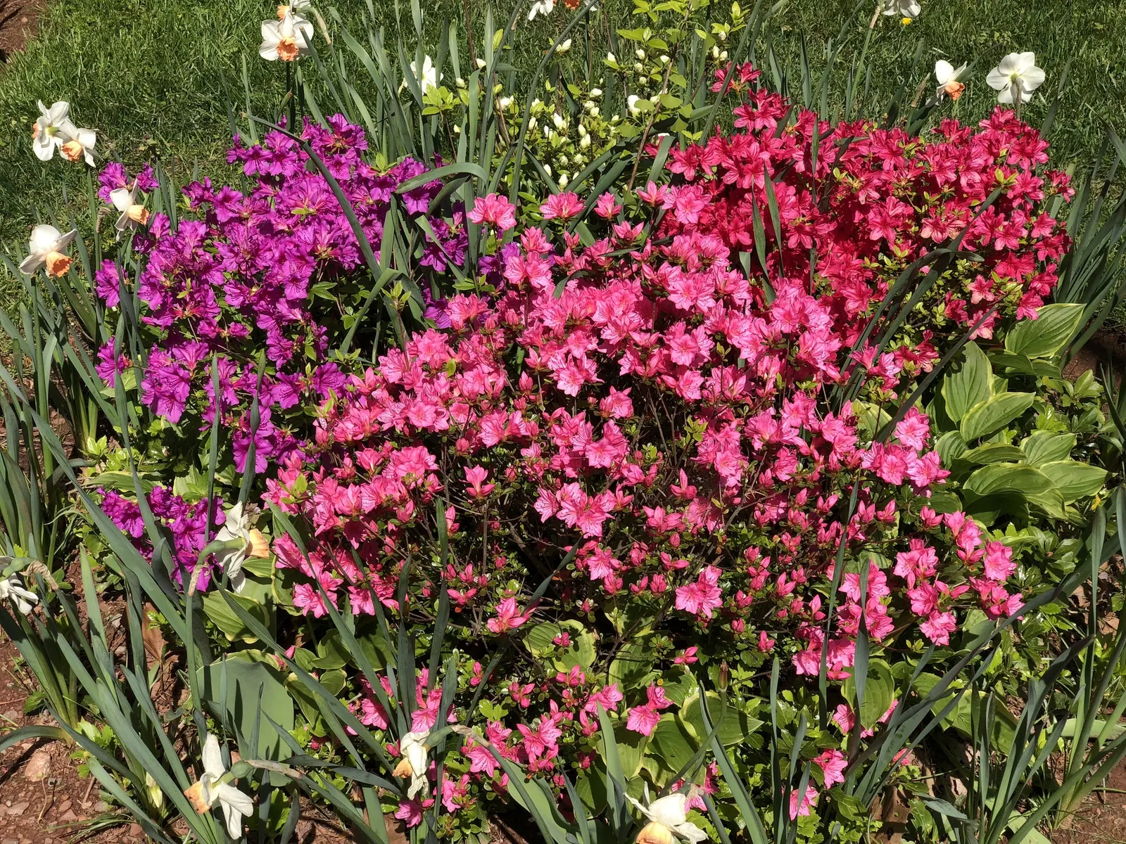 Purple Splendor Azalea (Azalea 'Purple Splendor') — scientifically referred to as Azalea 'Purple Splendor'; ideal for accent planting or massing in USDA zones