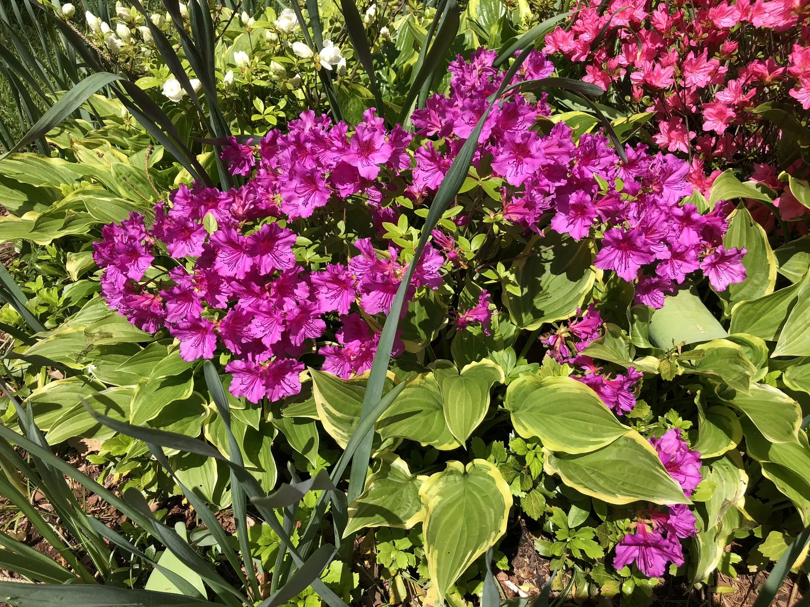 Purple Splendor Azalea (Azalea 'Purple Splendor') — is a captivating addition to any landscape design due to its vivid floral display and, image 27