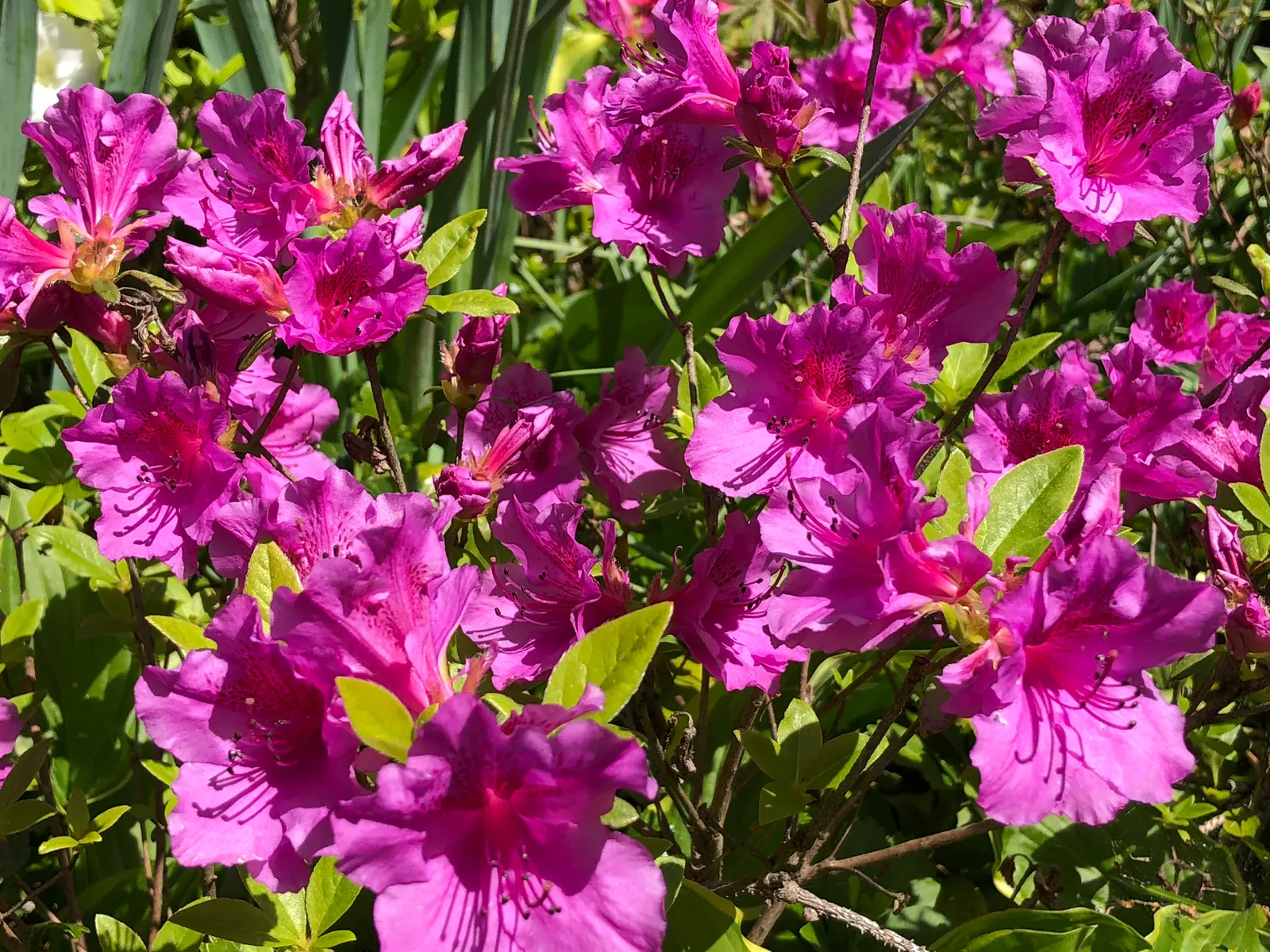 Purple Splendor Azalea (Azalea 'Purple Splendor') — purple flowers in the garden