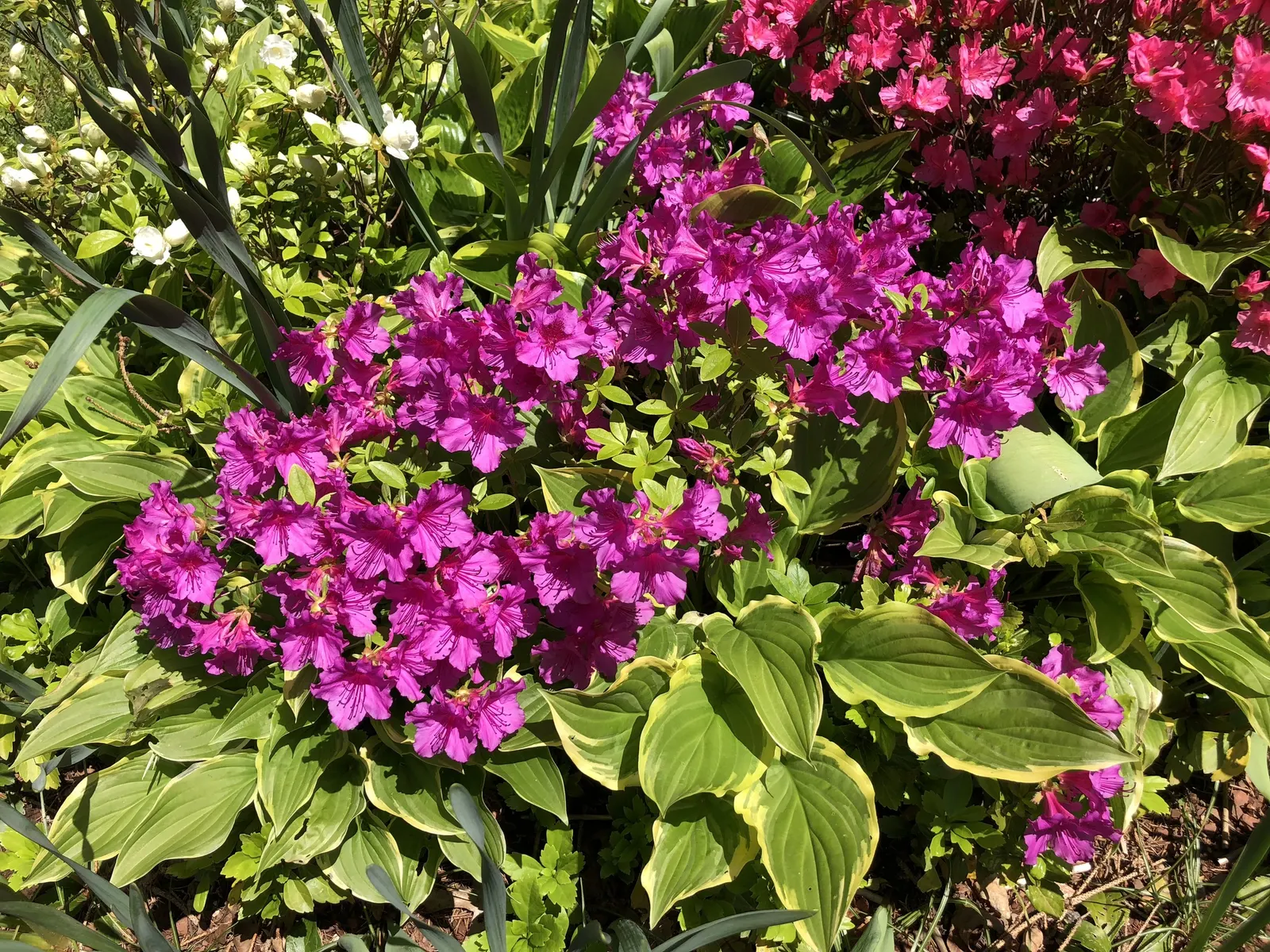 Purple Splendor Azalea (Azalea 'Purple Splendor') — fostering healthy growth and vibrant displays season after season