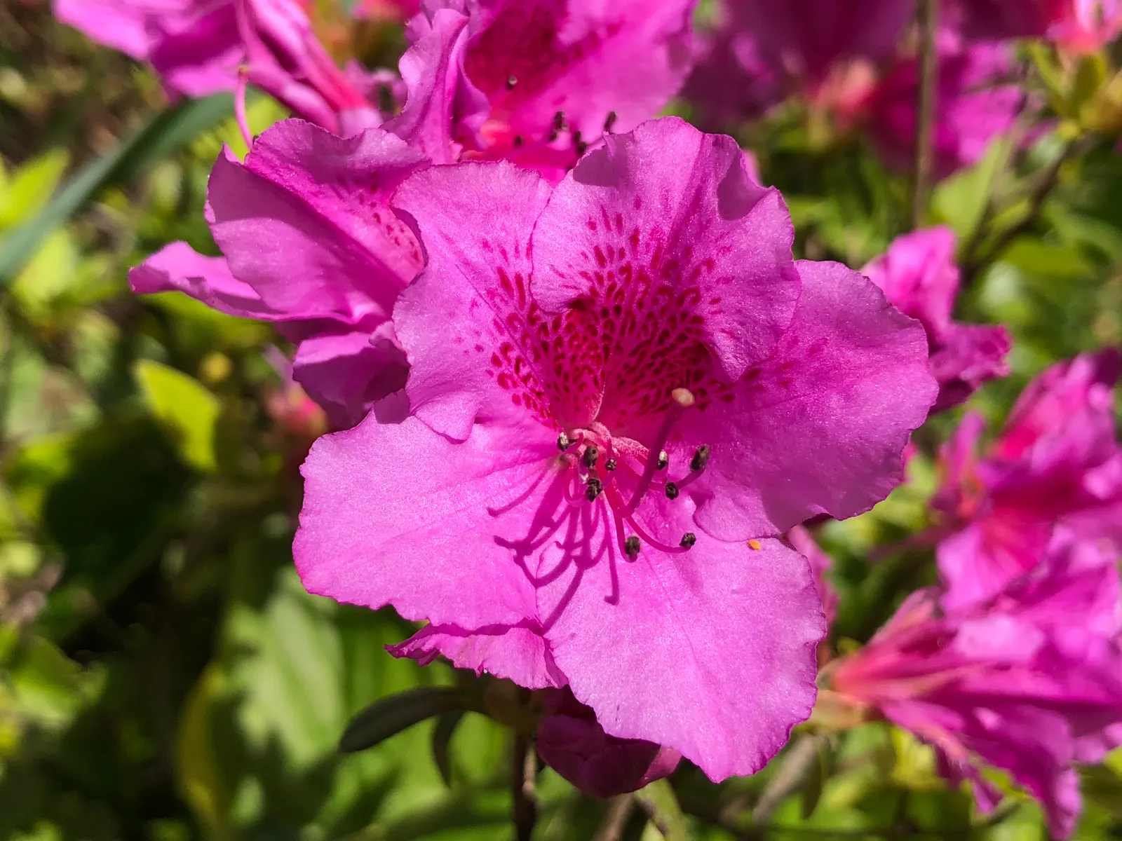 Purple Splendor Azalea (Azalea 'Purple Splendor') — necessitating proper soil amendment to promote drainage