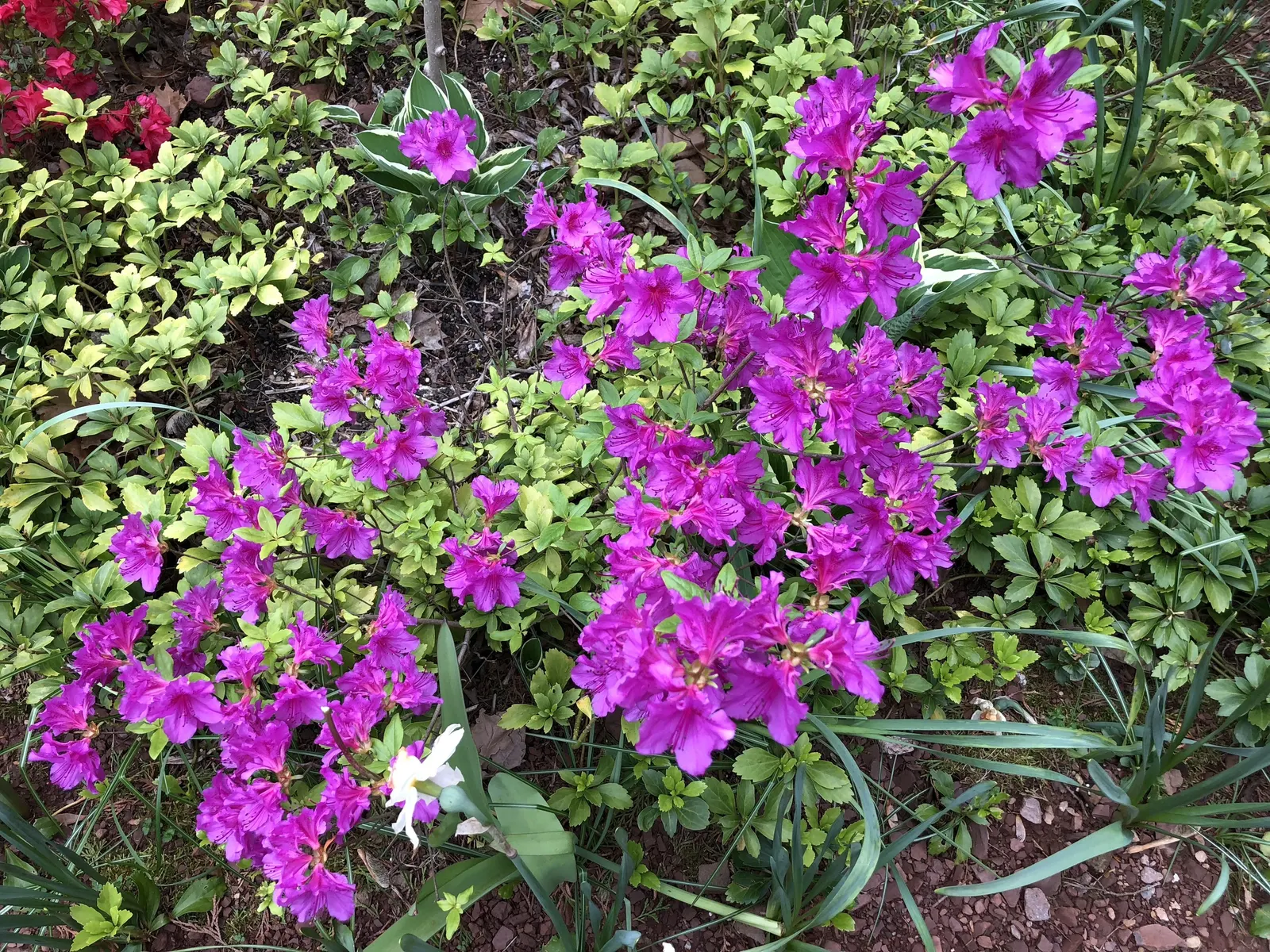 Purple Splendor Azalea (Azalea 'Purple Splendor') — large ruffled flowers up to 3 inches across