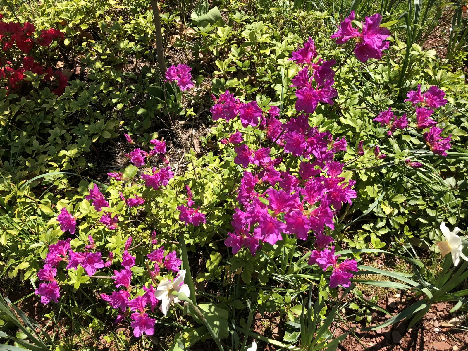 Purple Splendor Azalea (Azalea 'Purple Splendor') — further enhancing its year-round interest.<br><br>When integrating the Purple Splendor Azalea into a