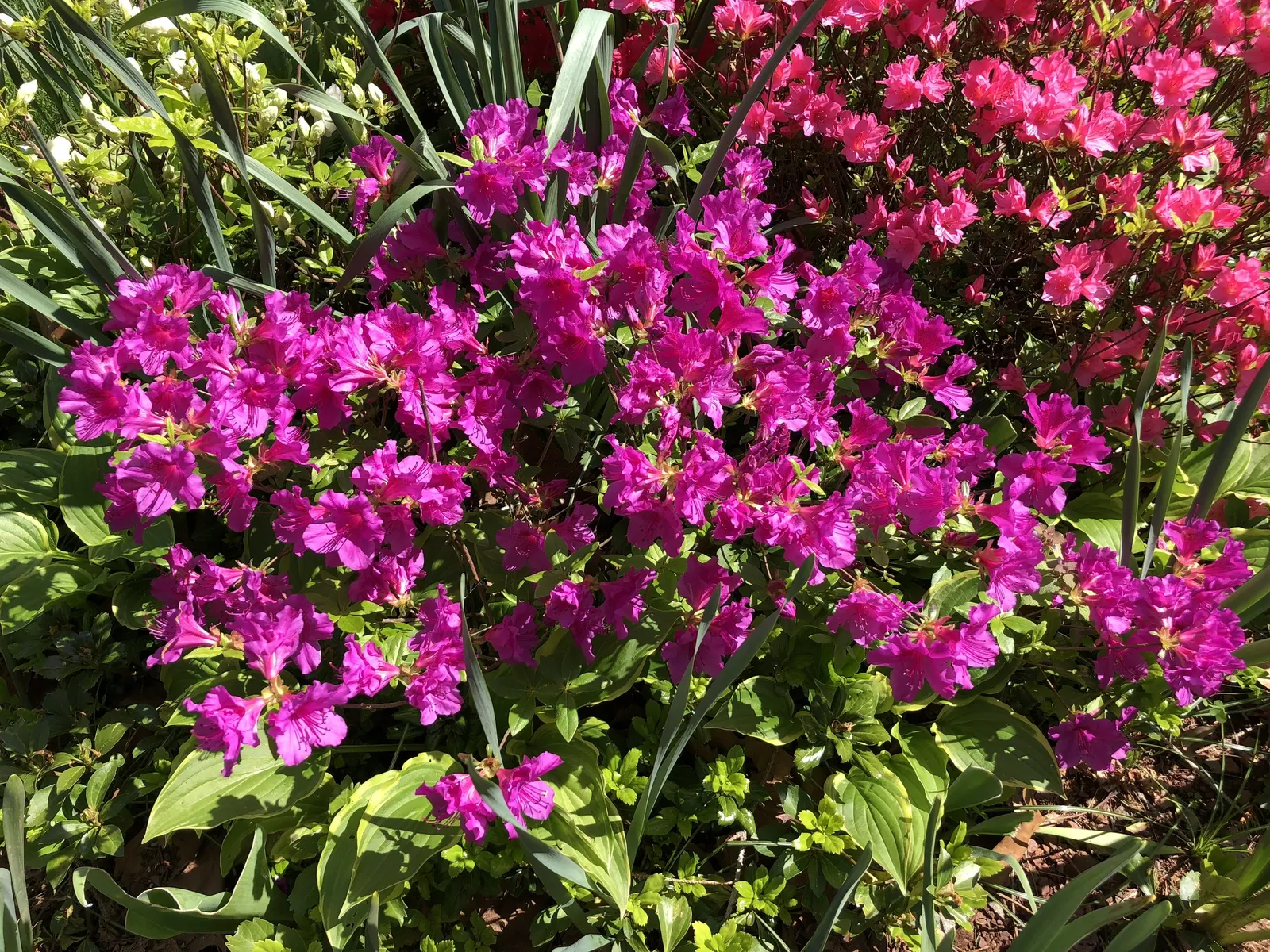 Purple Splendor Azalea (Azalea 'Purple Splendor') — spacing should be considered to allow each plant enough room to flourish