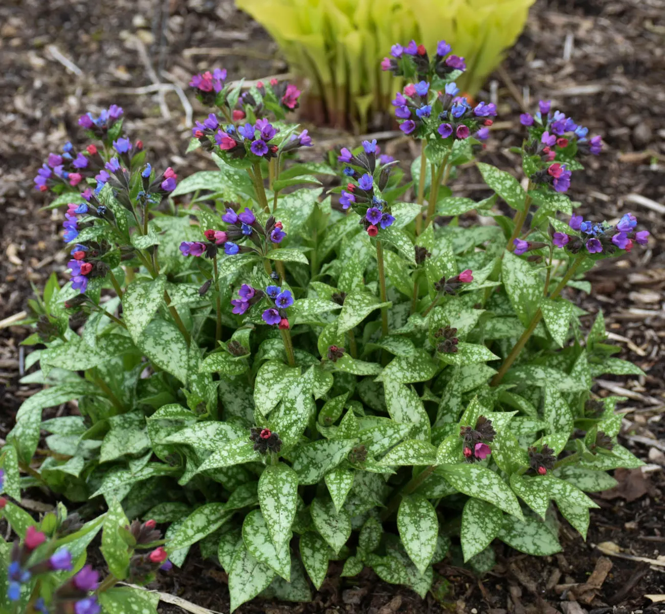 'Spot On' Lungwort (Pulmonaria hybrid) — It also offers charming stems for small cut-flower arrangements, bringing a delicate woodland quality indoors; it