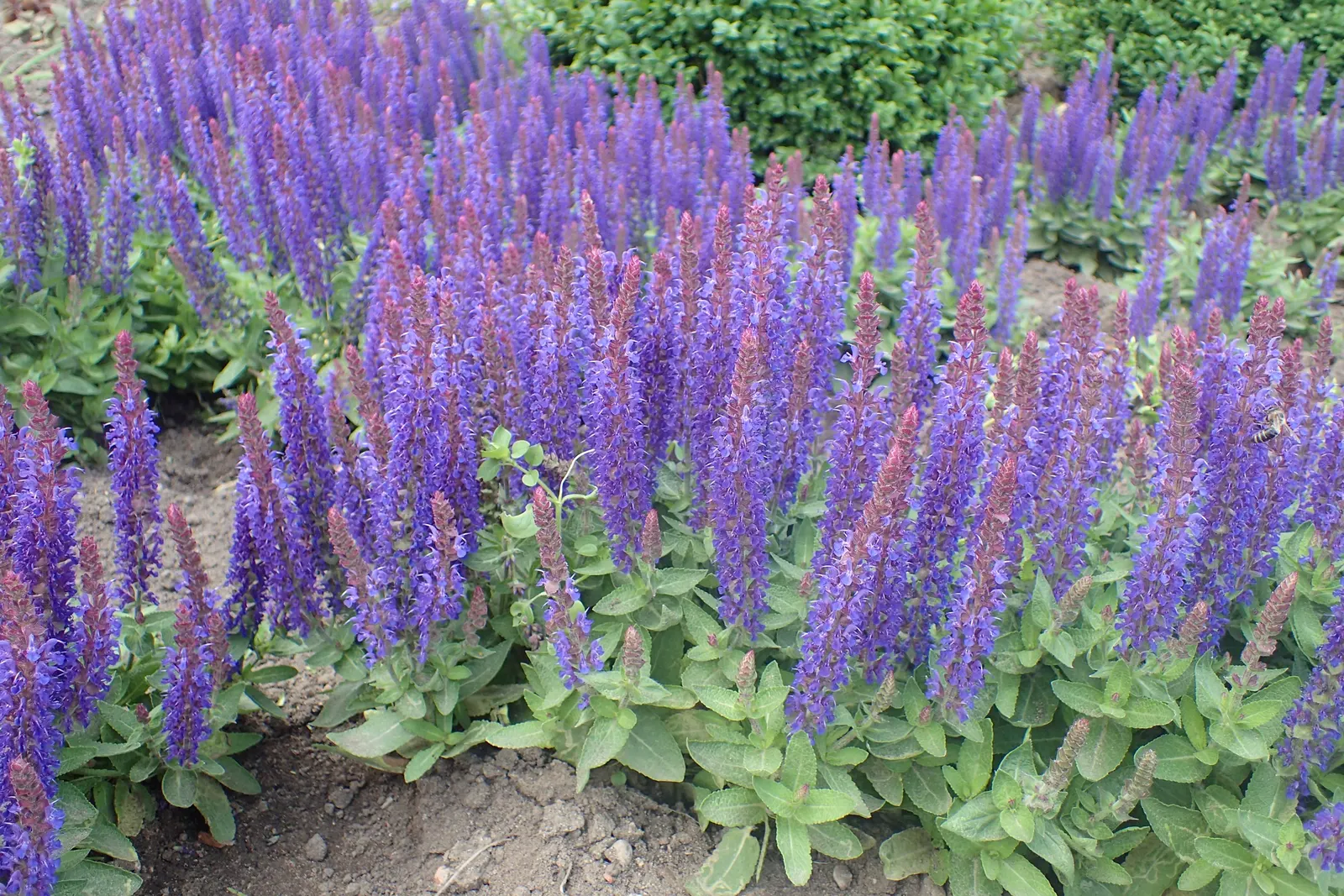 Blue Hill Sage (Salvia Nemorosa 'Blue Hill') — This drought-tolerant plant offers prolonged summer blooms, attracting pollinators while being deer resistant